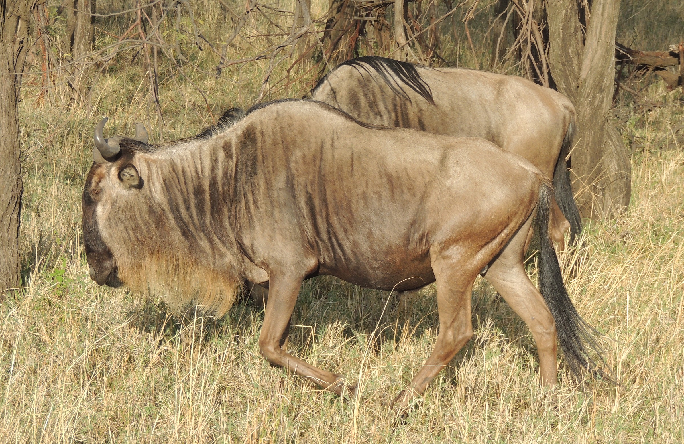 gnu paint...