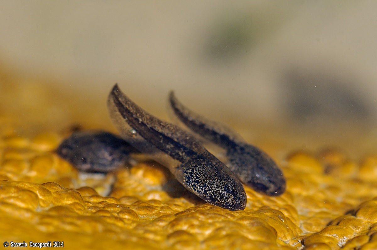 Tadpoles of Discoglosso...