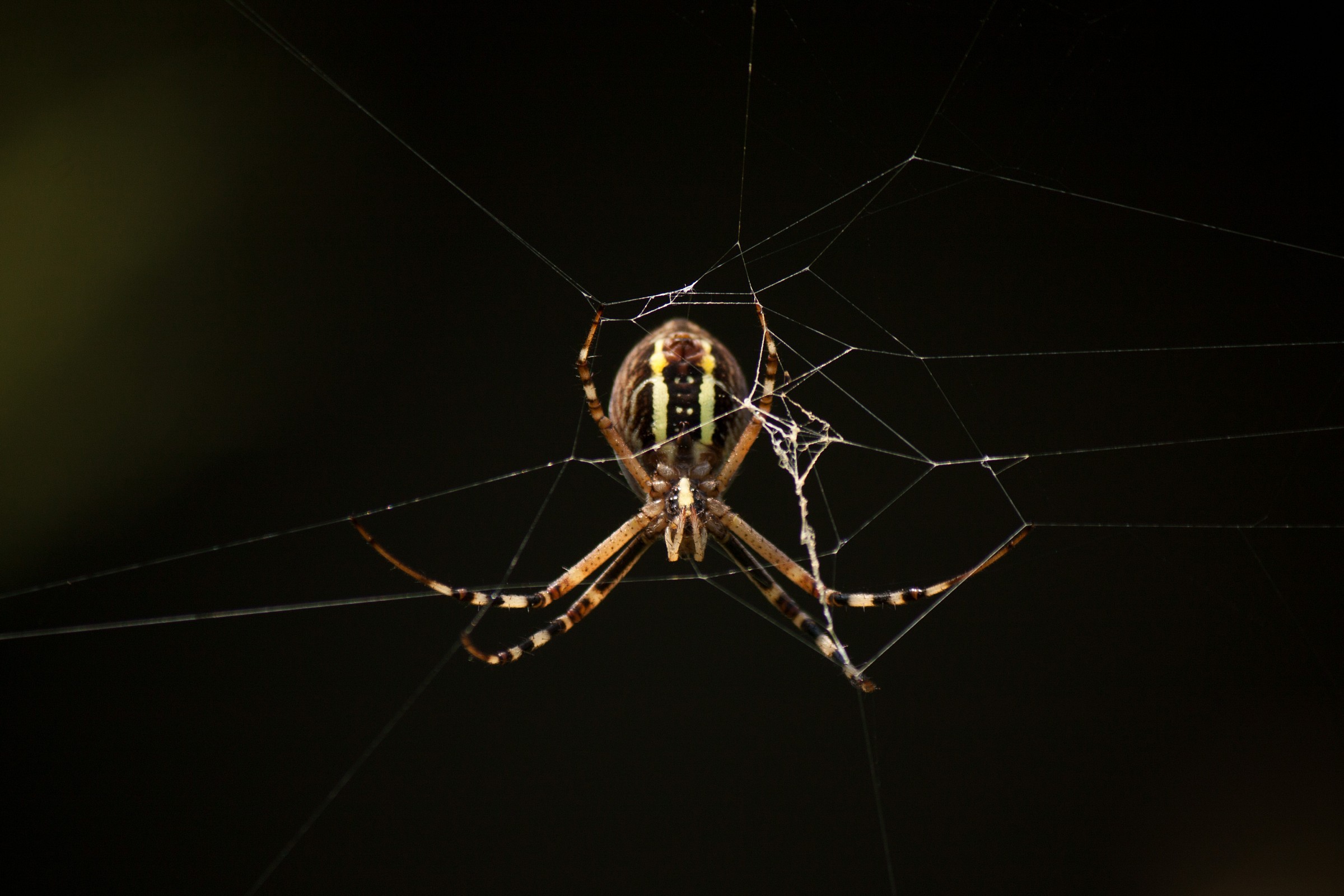Argiope bruennichi (Spider Tiger / Vespa)...