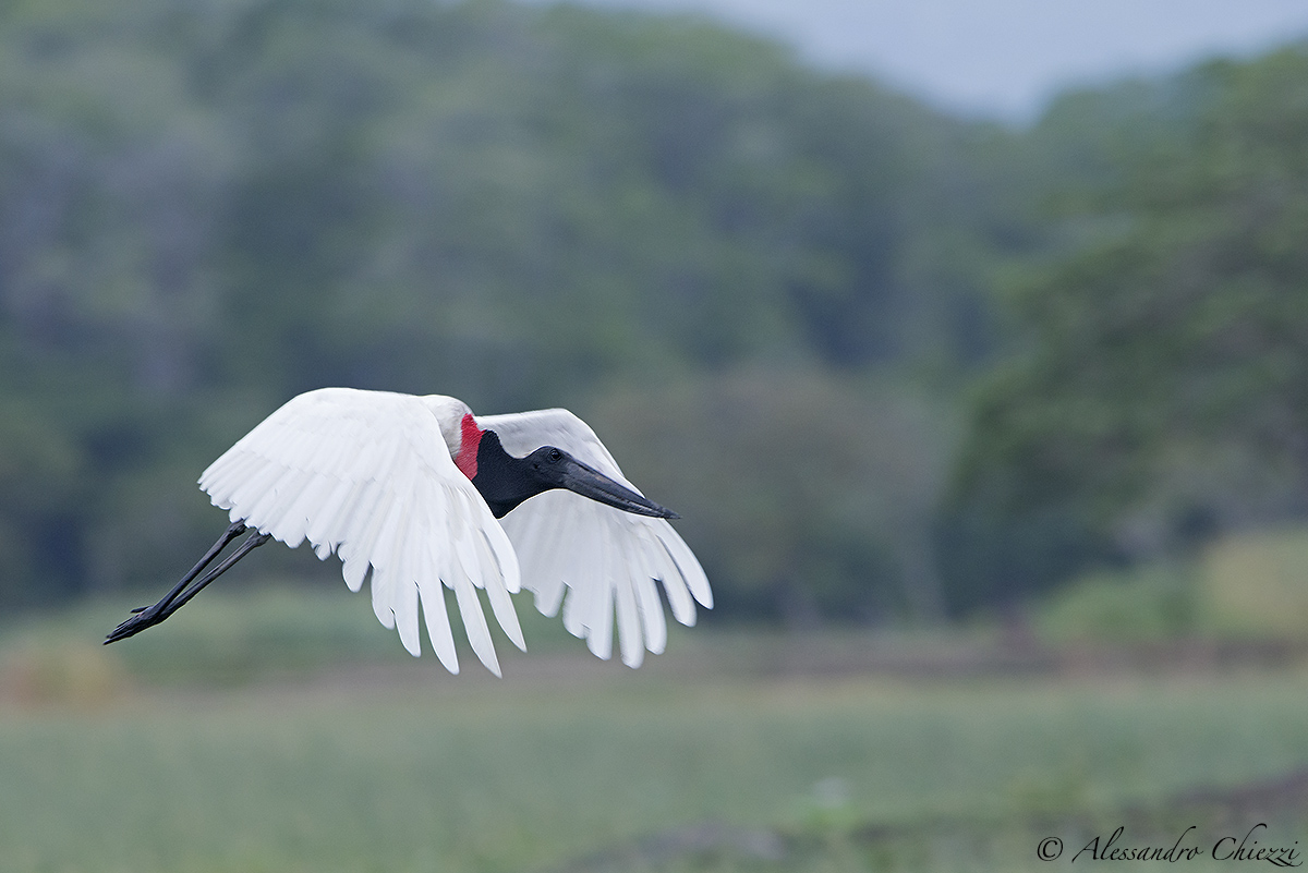 The flight of the Jabiru...