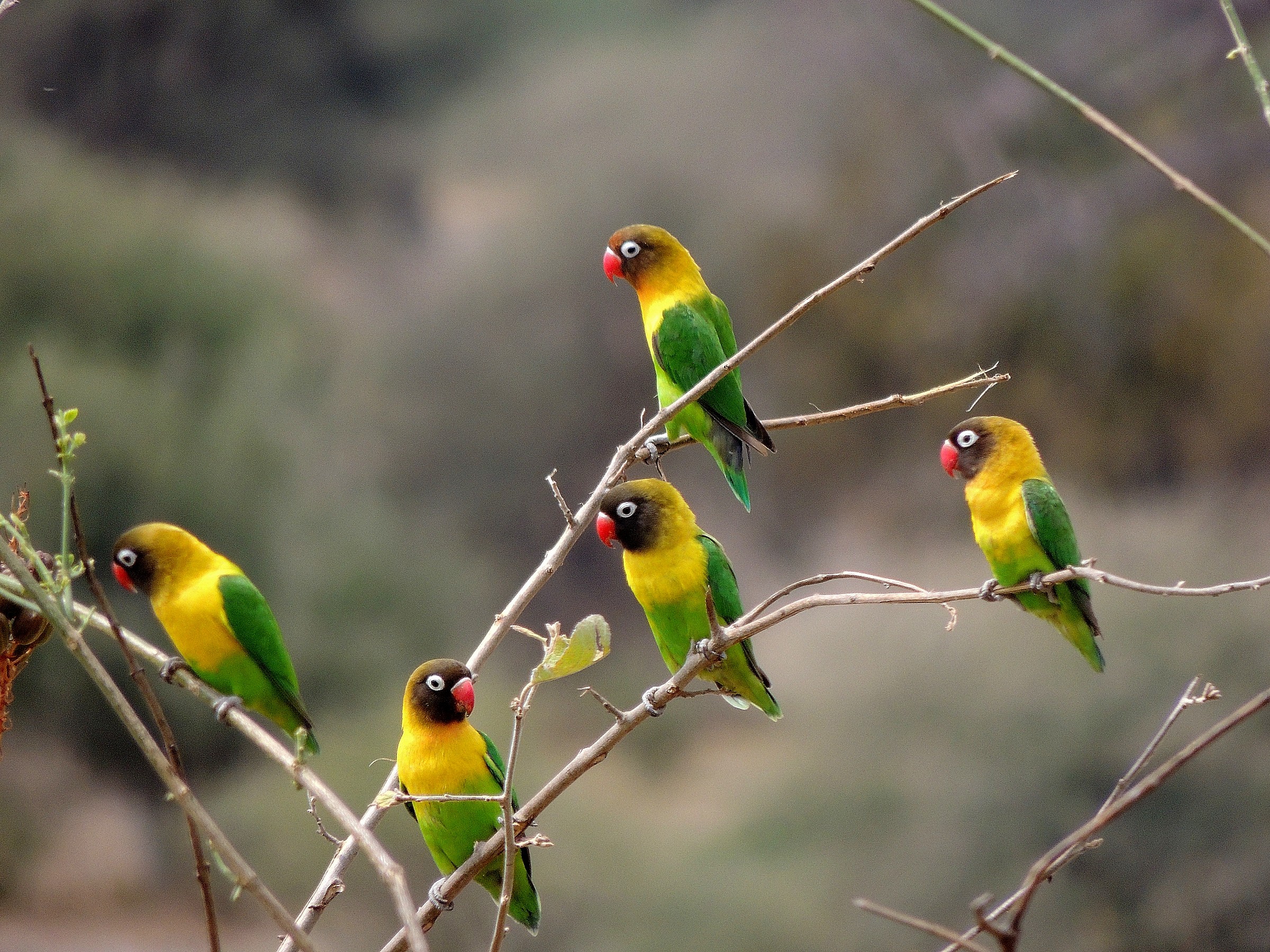 love birdes...