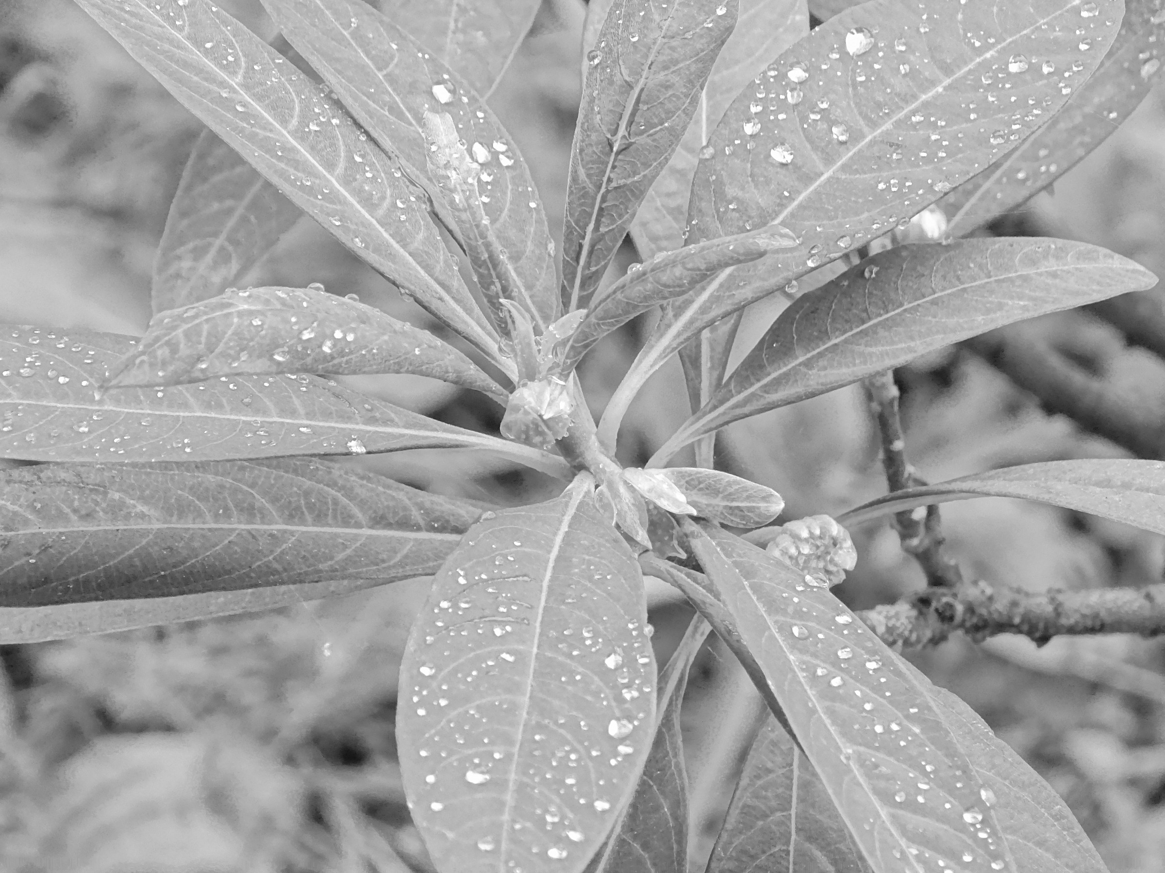 edgeworthia...