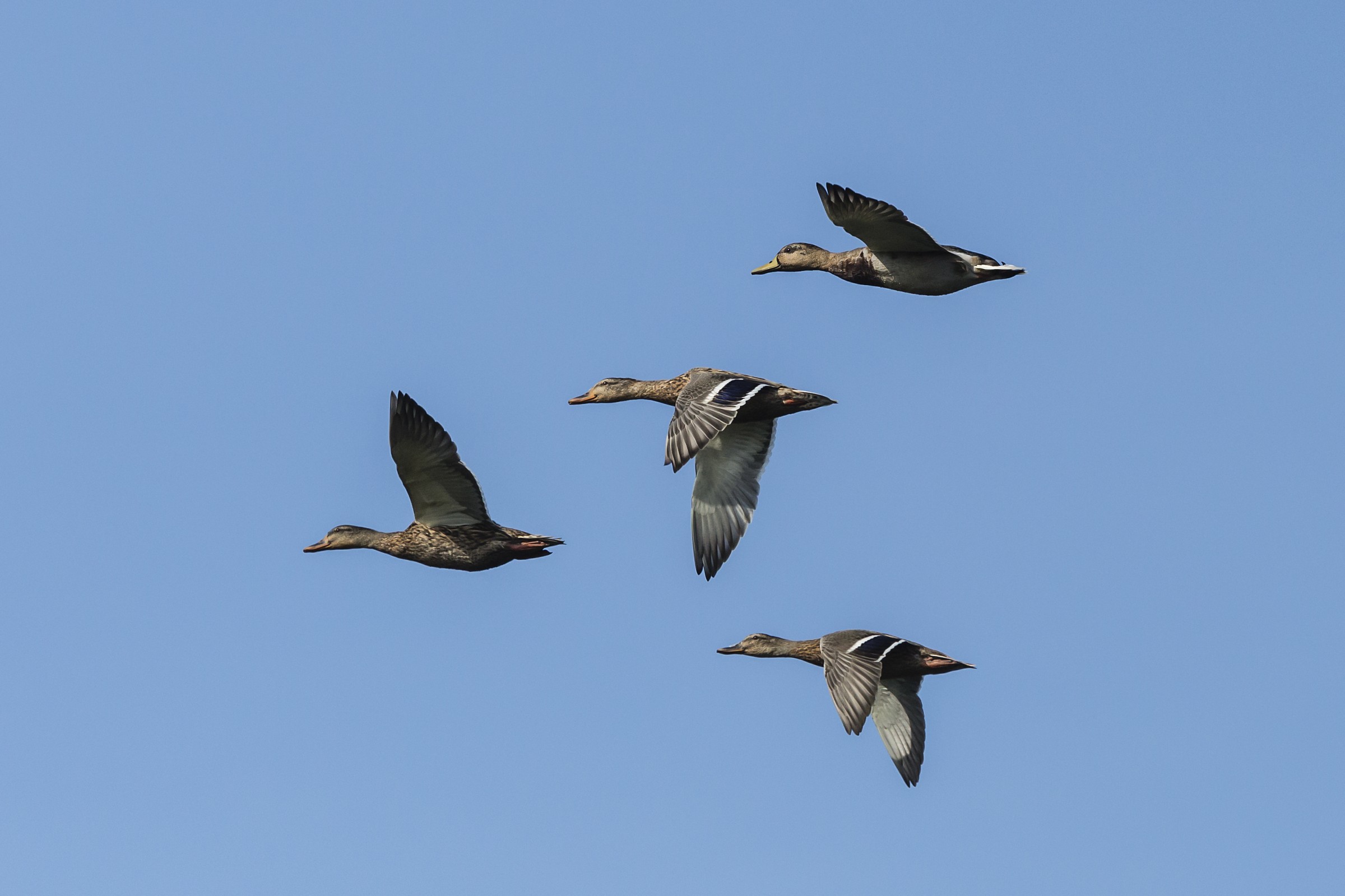 Flight of ducks on the run from shotguns and not just ........