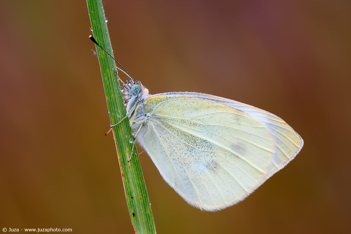 Pieris...