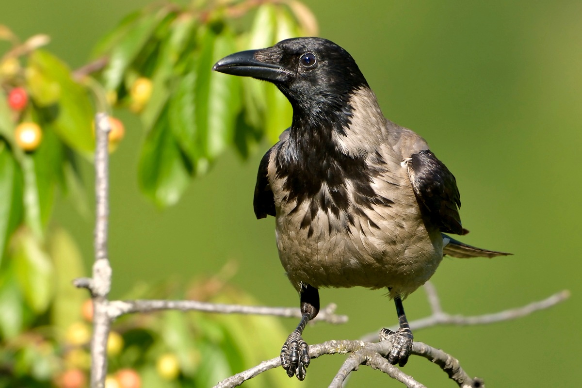 Hooded Crow...