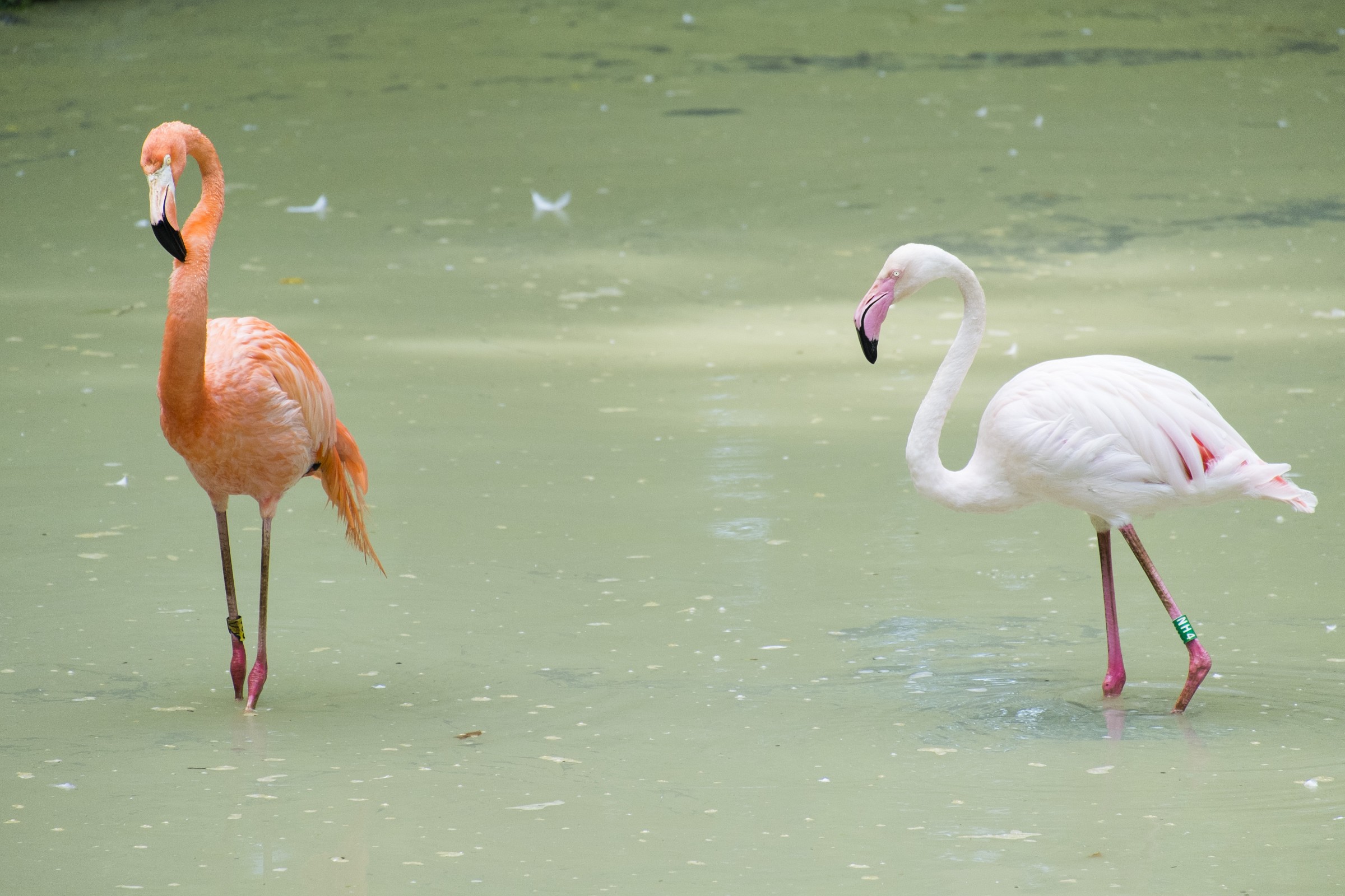 Flamingo Kyiv zoo...