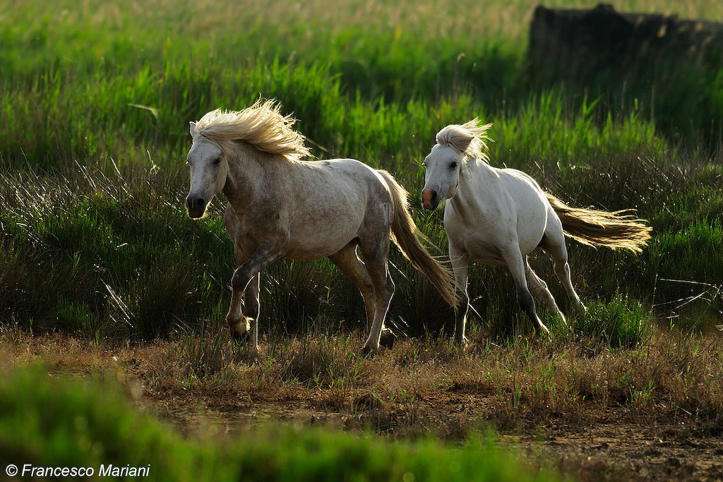 Camargue horses...