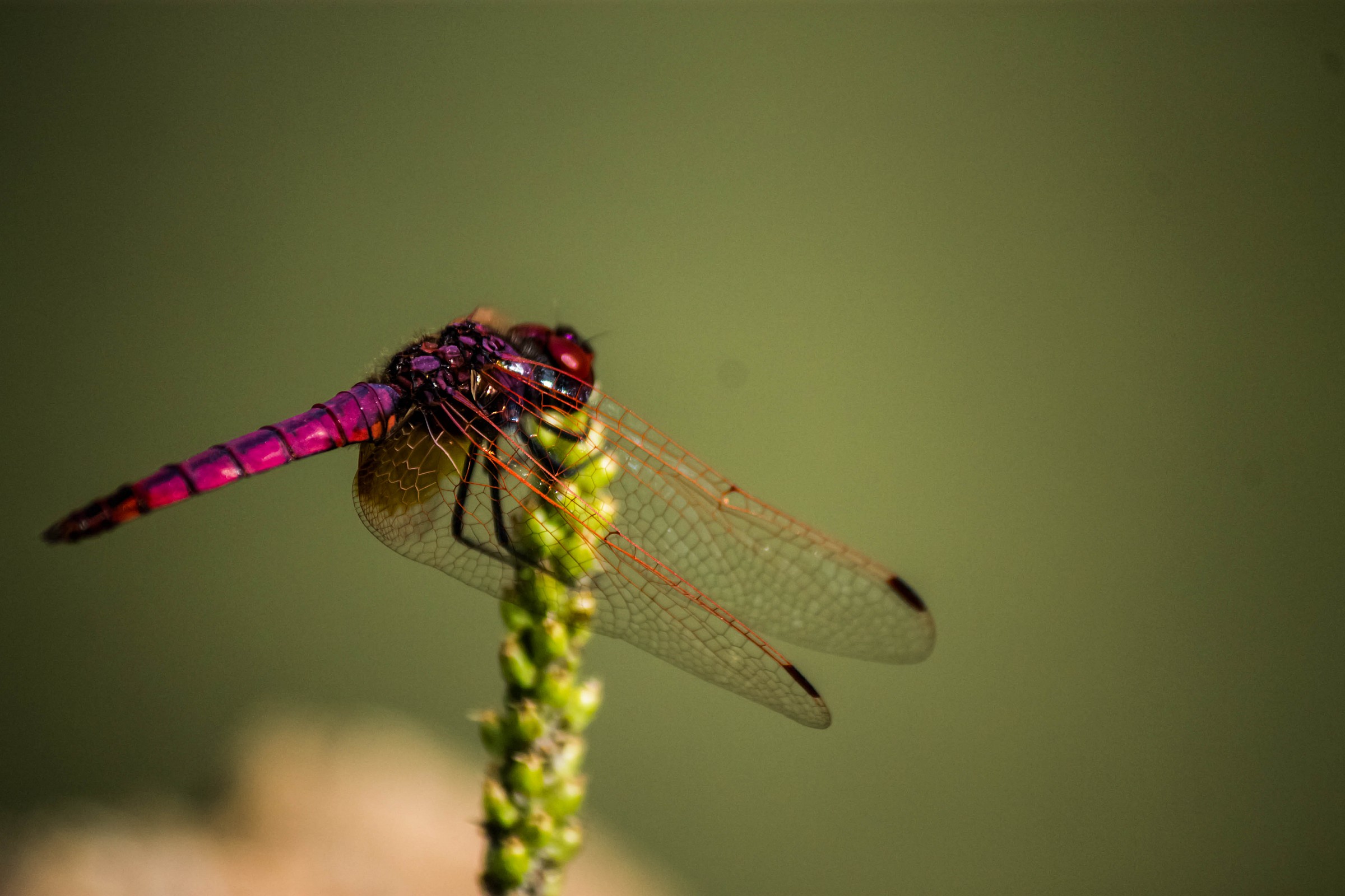 Dragonfly...