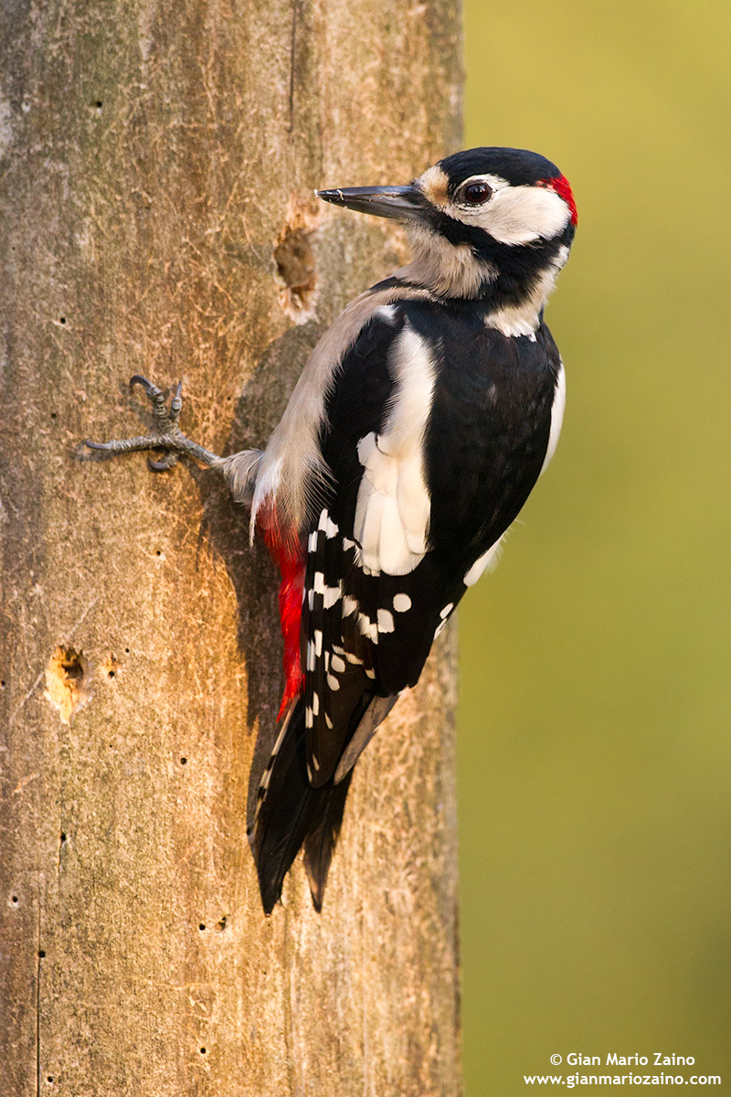 Dendrocopos major / Woodpecker...