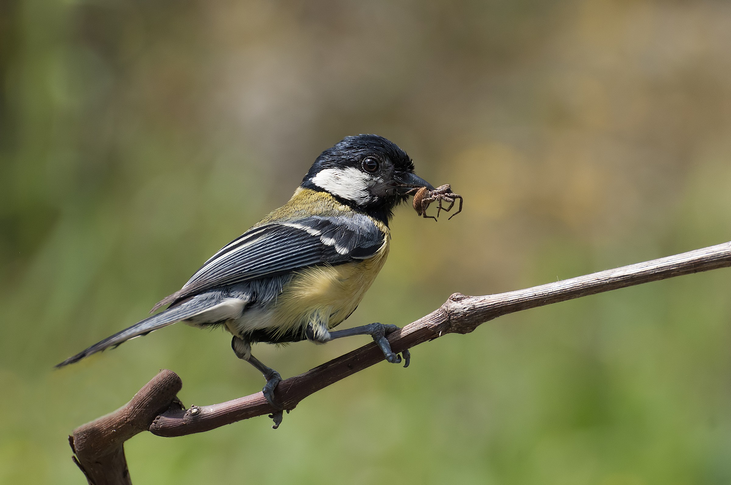 Great Tit with prey...