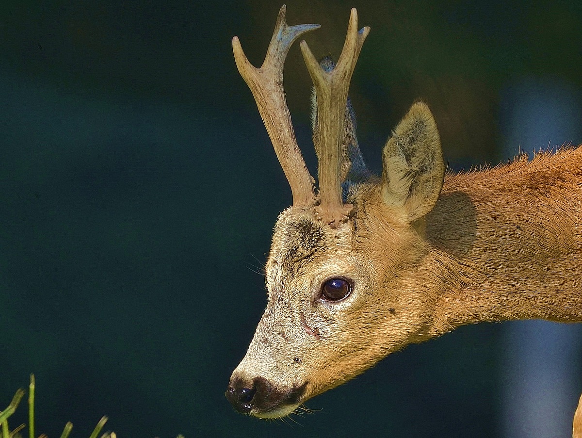 Portrait of roe deer...