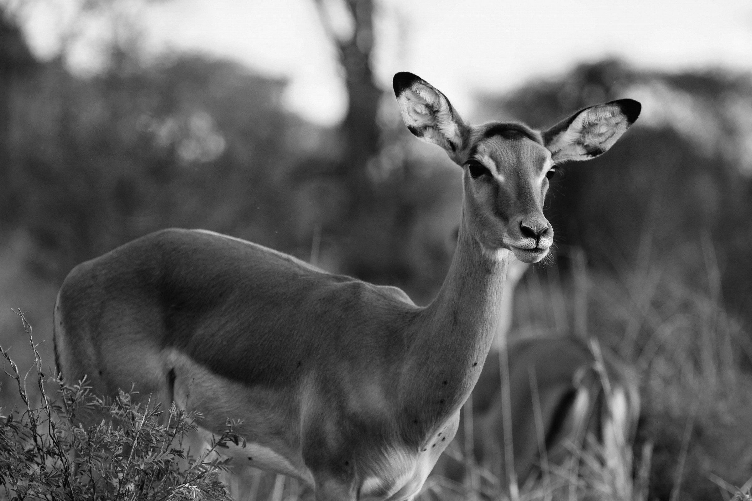 Gazelle...