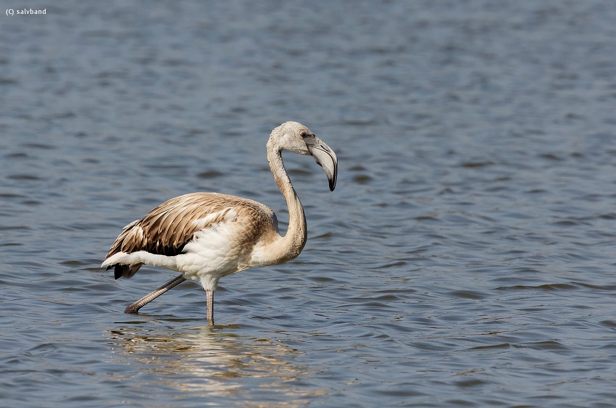 Young flamingo ......