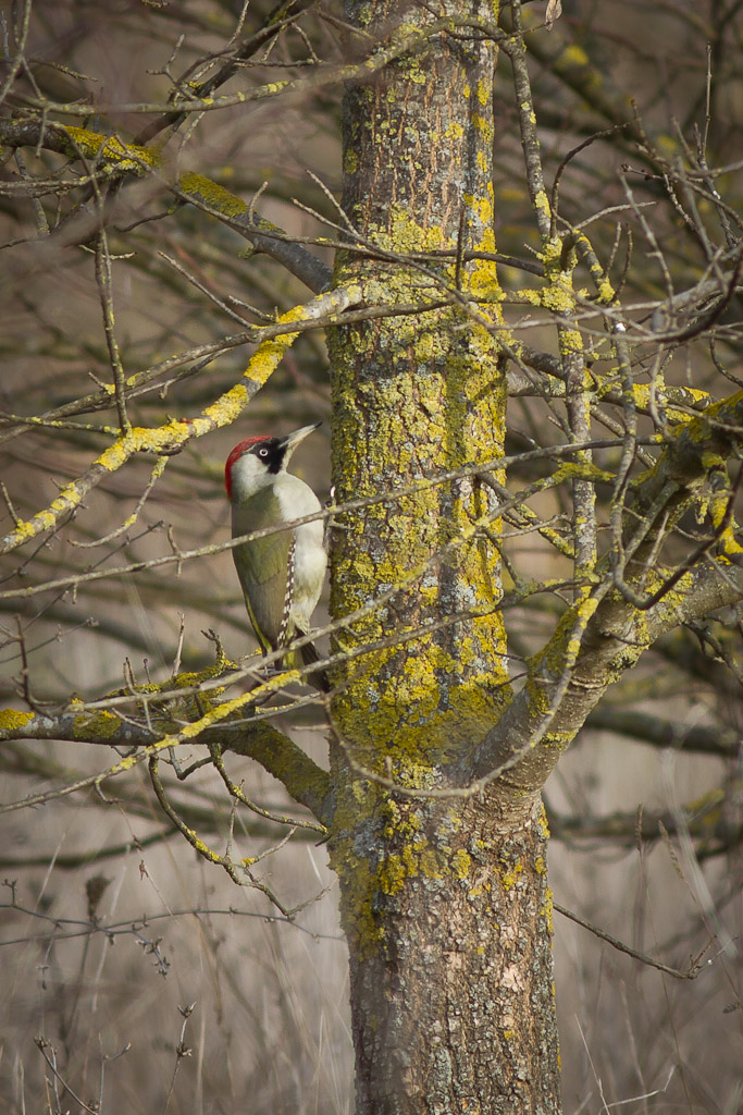 Green Woodpecker super crop!...