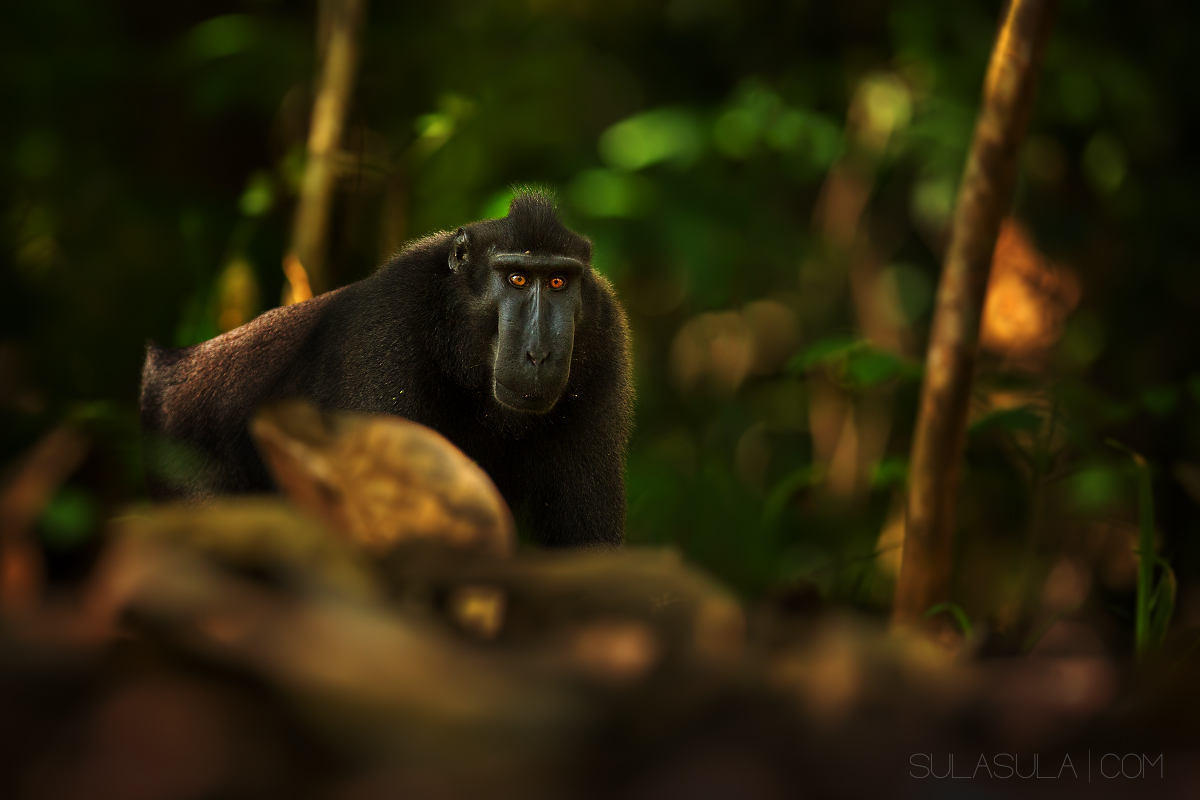 Black Crested Macaque | Sulawesi...