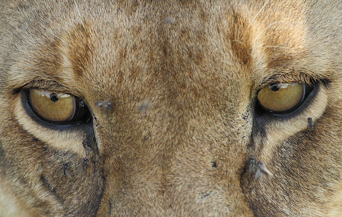 Occhi di leone...