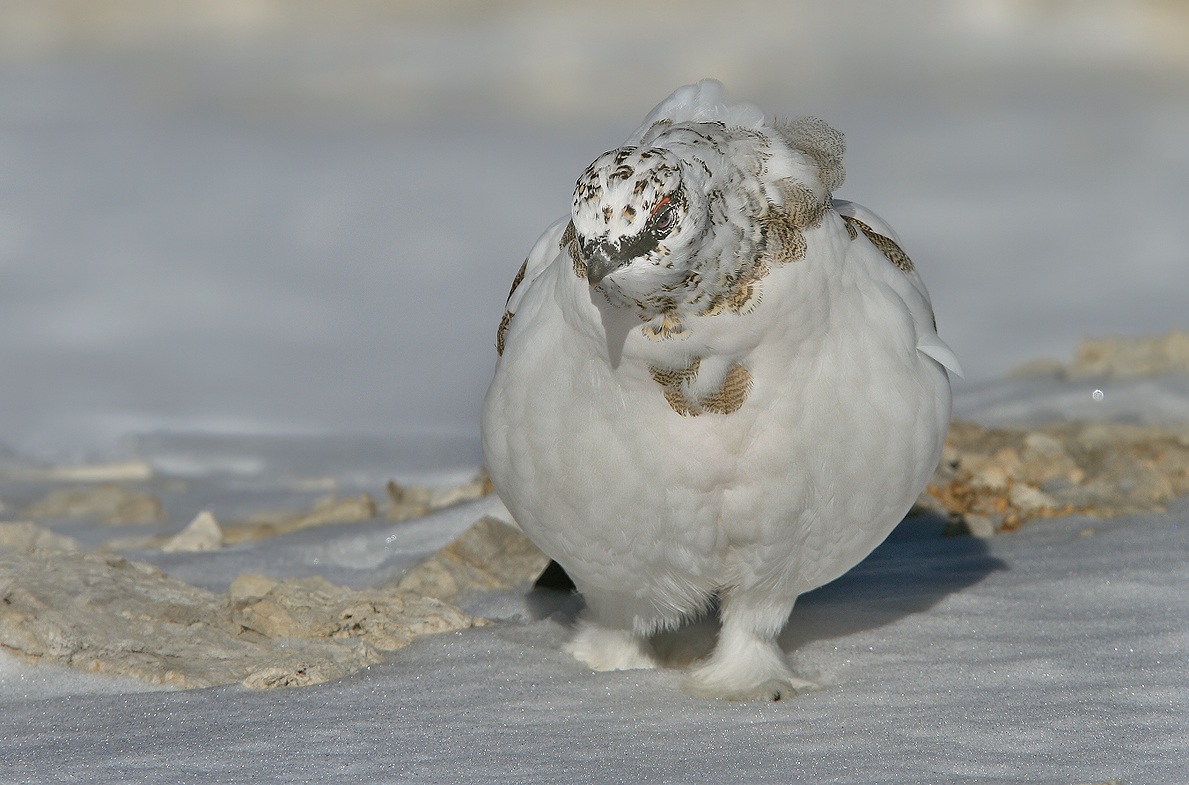 Meeting with the ptarmigan...