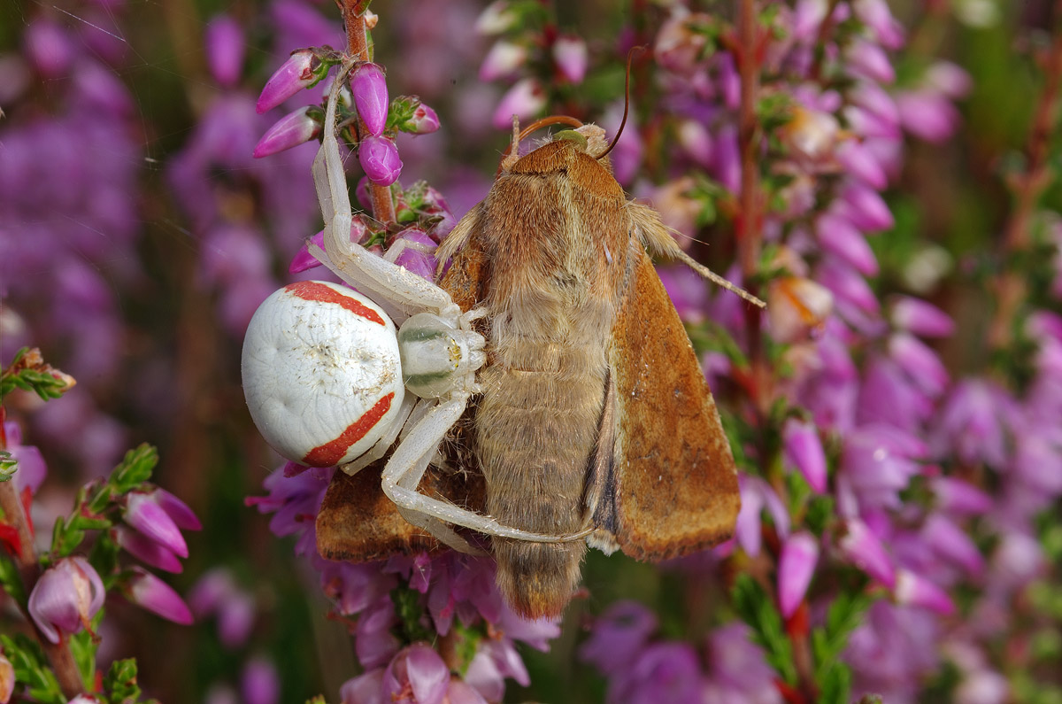 Predation on the heather...