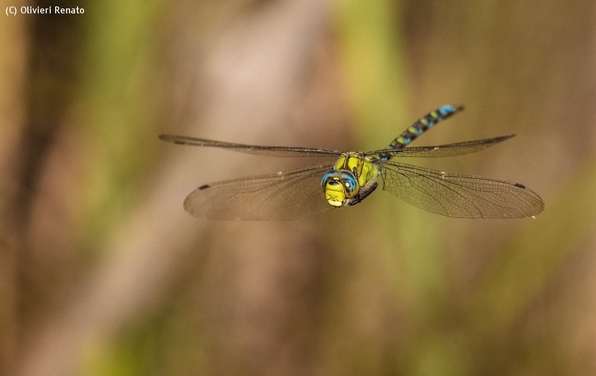 Dragonfly in flight...