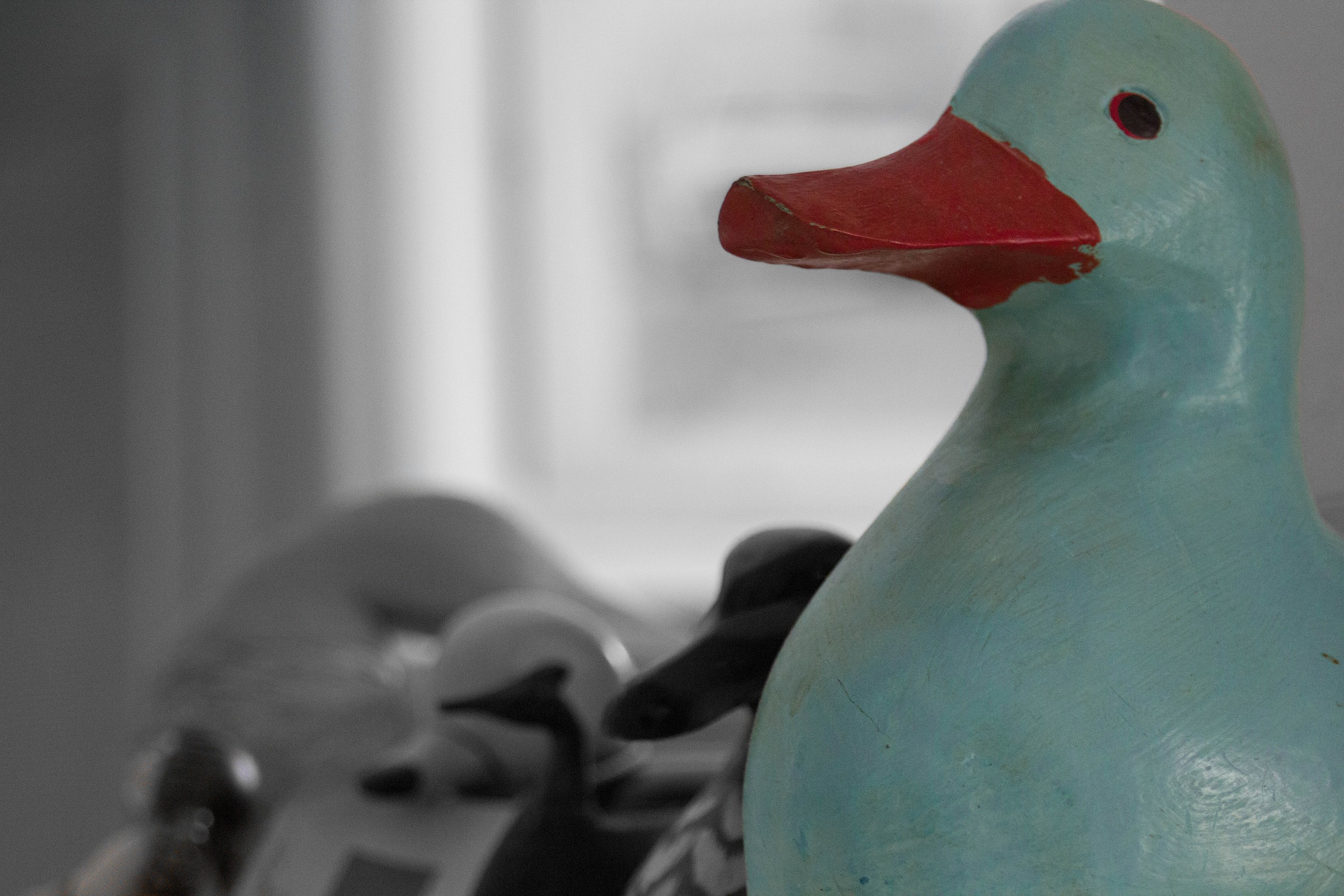 Quack...