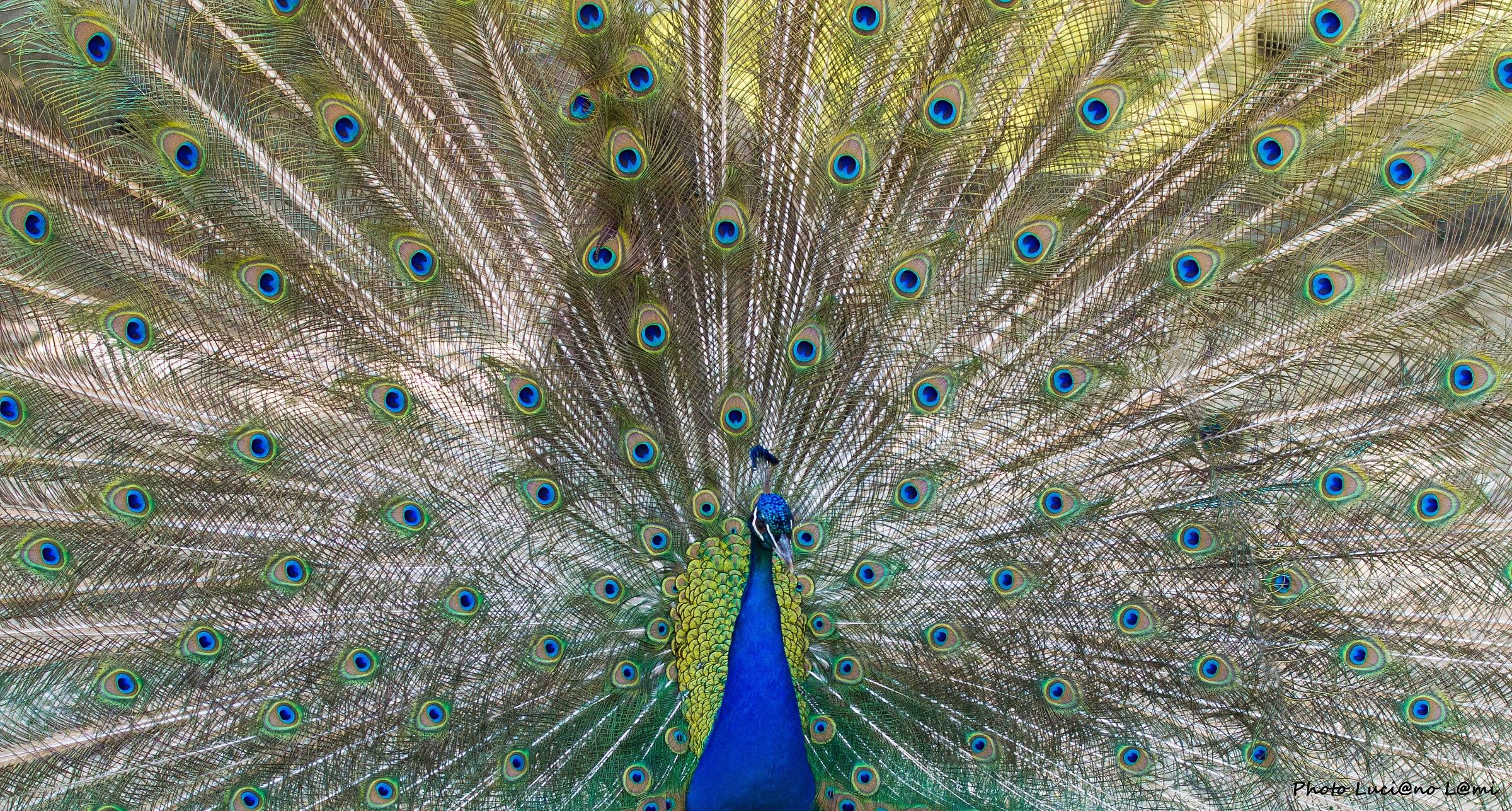 Peacock...