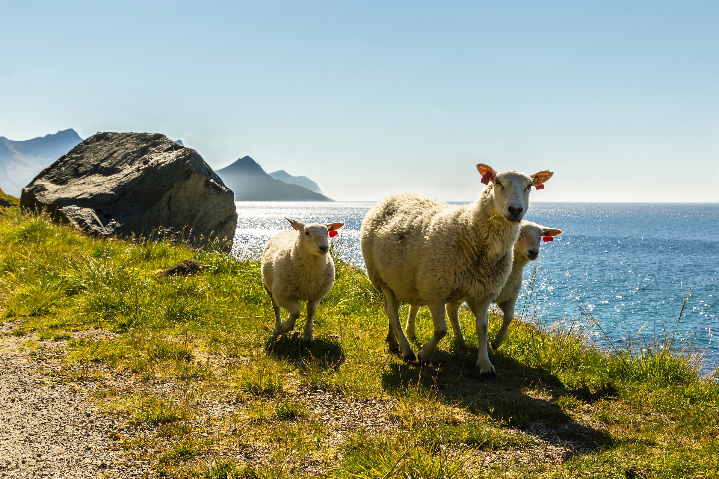 Strolling norwegian sheeps...