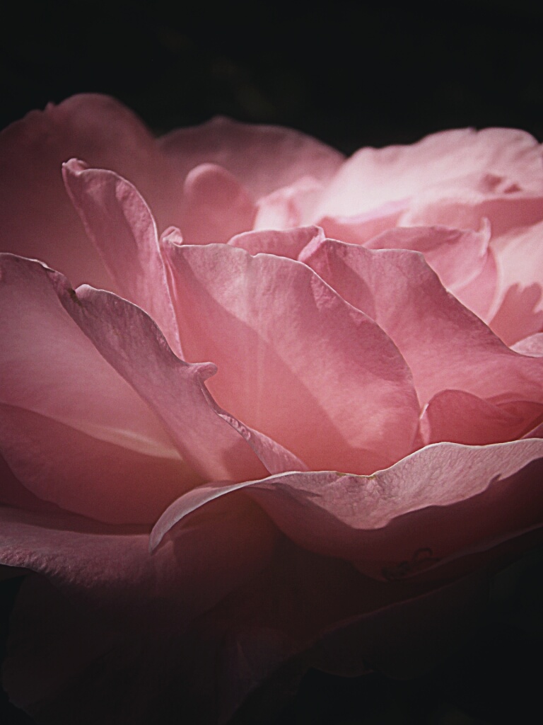 Pink #macro #flora #fiore...