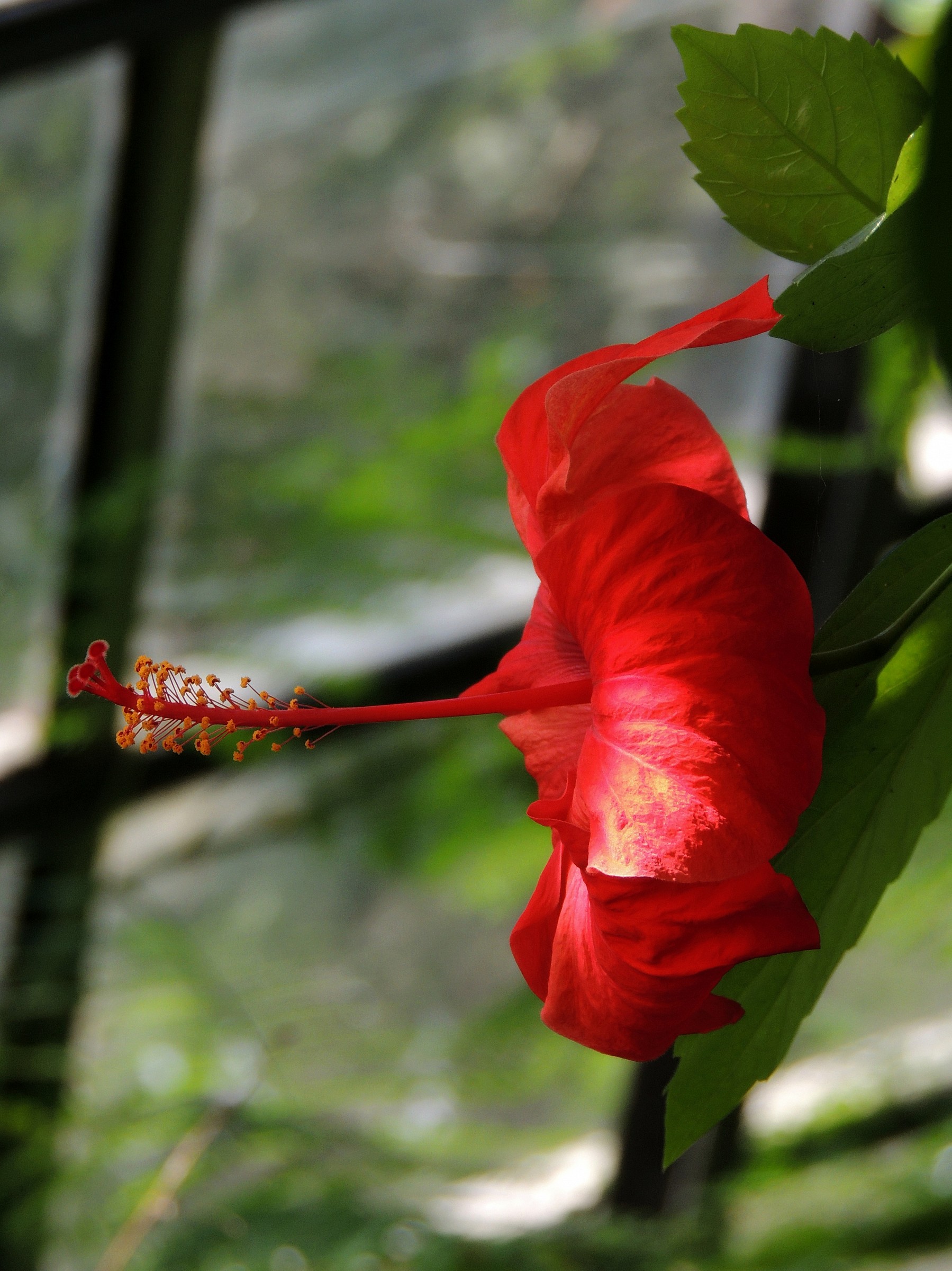 Fiore di Hibiscus...