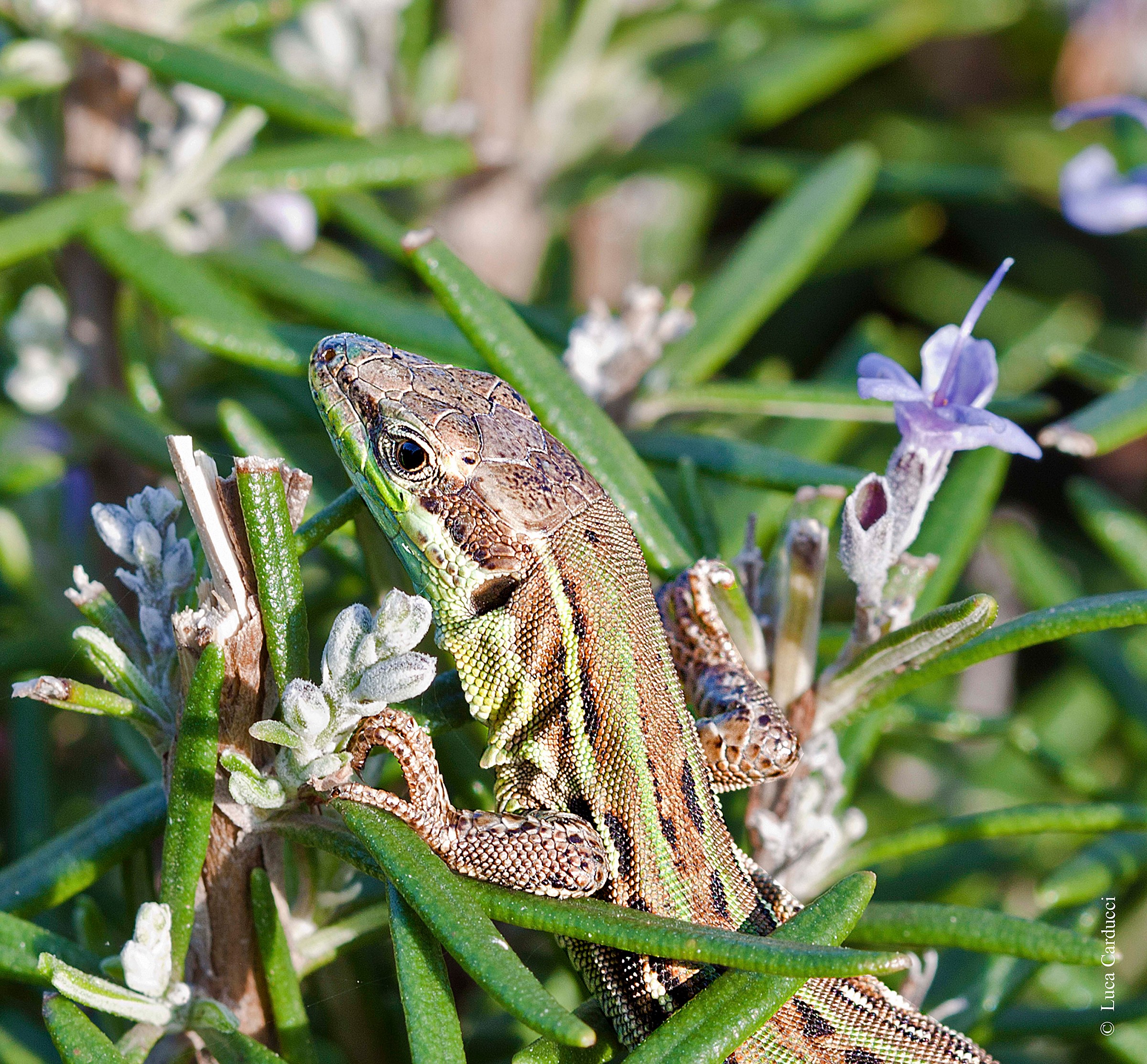 Podarcis siculus...