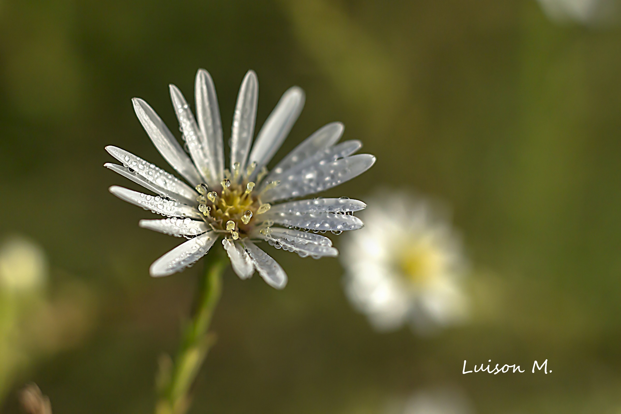 flower with dew...