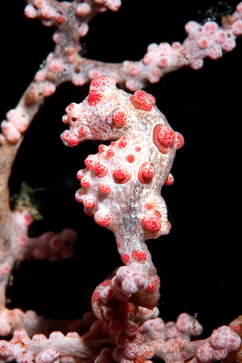 Pygmy Seahorse (Hippocampus bargibanti)...
