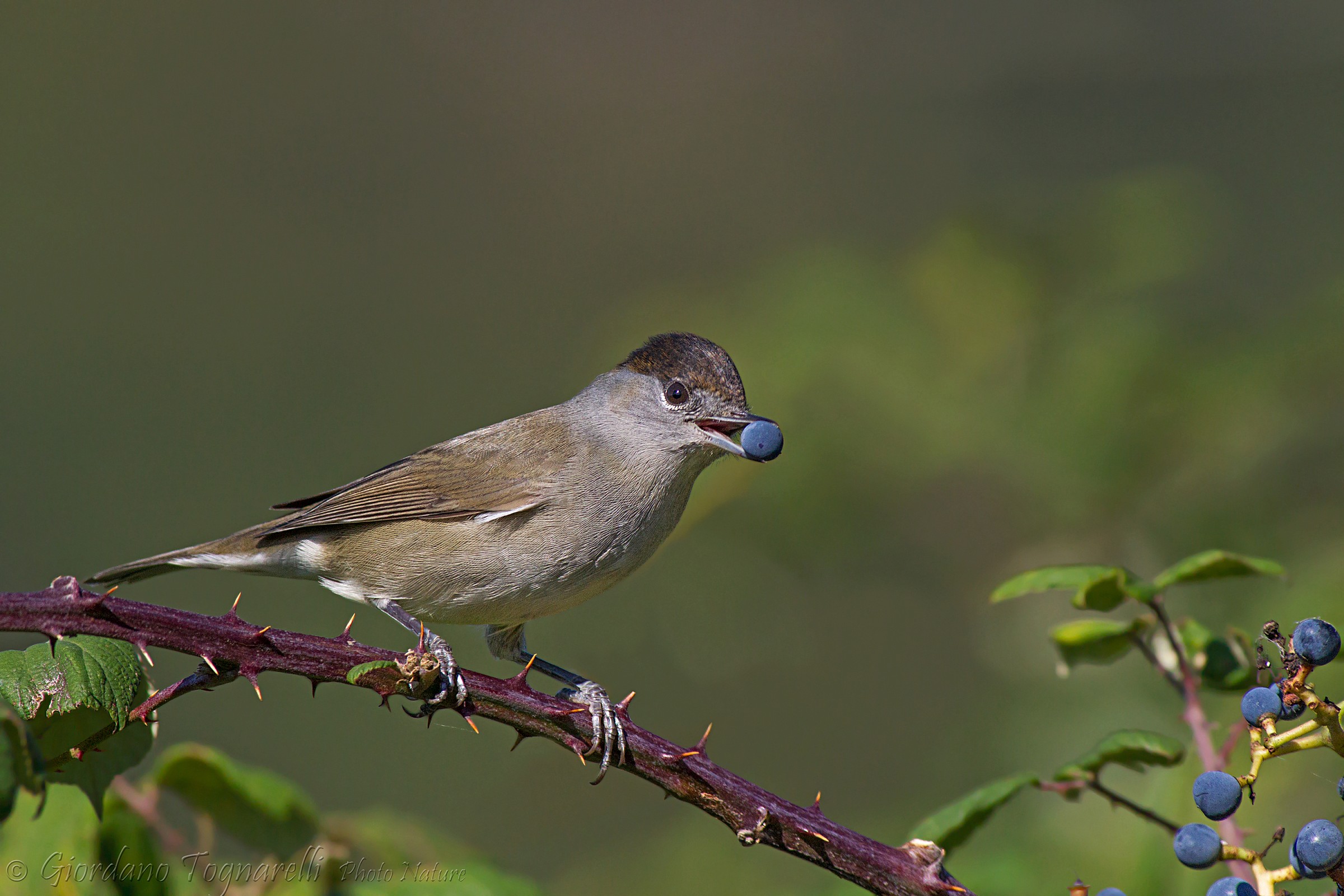 Blackcap male...