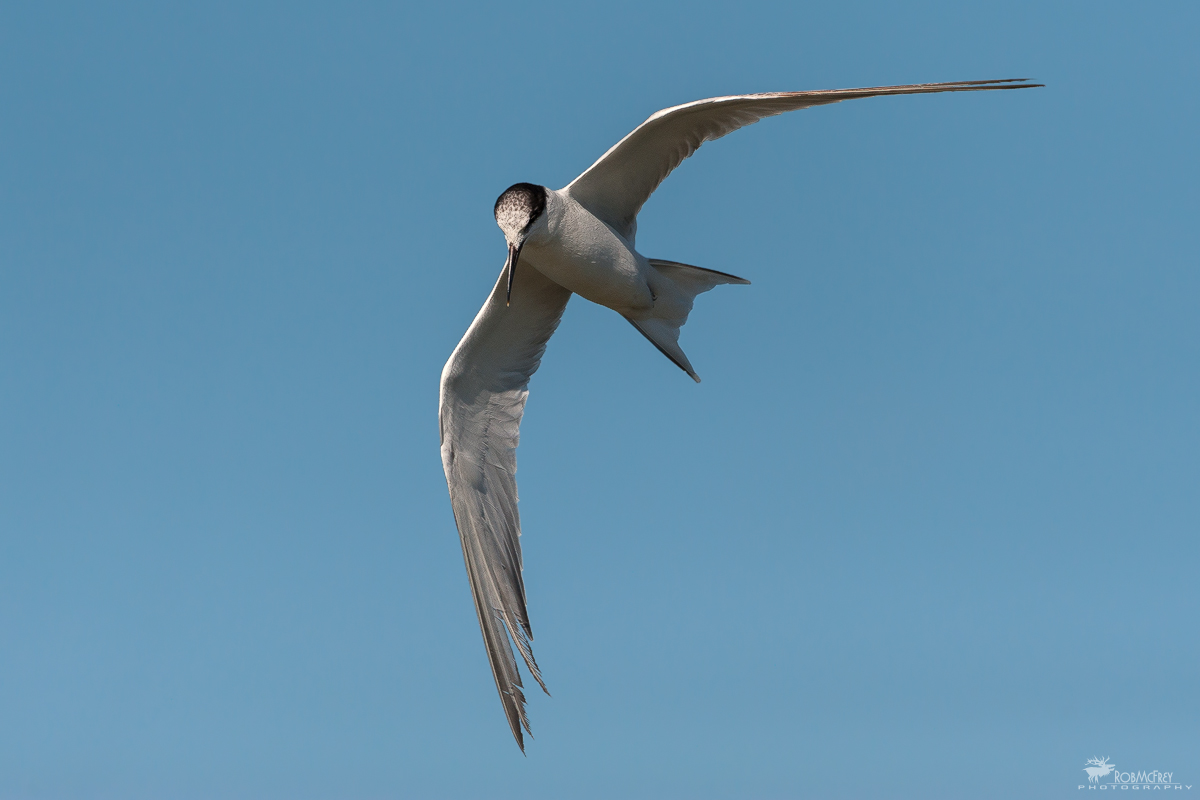 Gull-billed Tern...