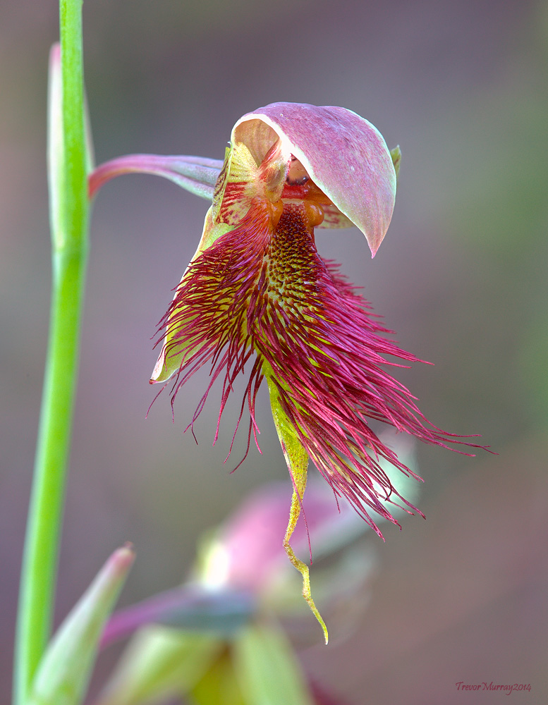Copper Beard Orchid...