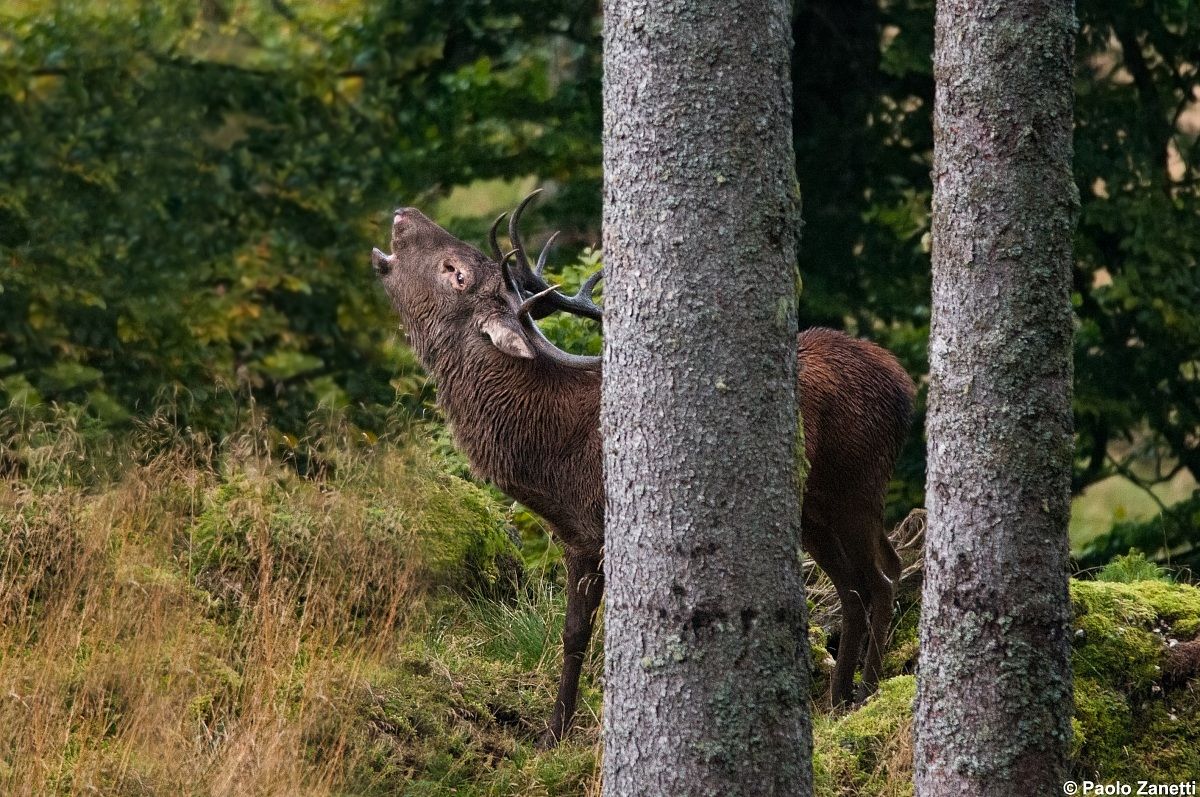 Deer Cansiglio...