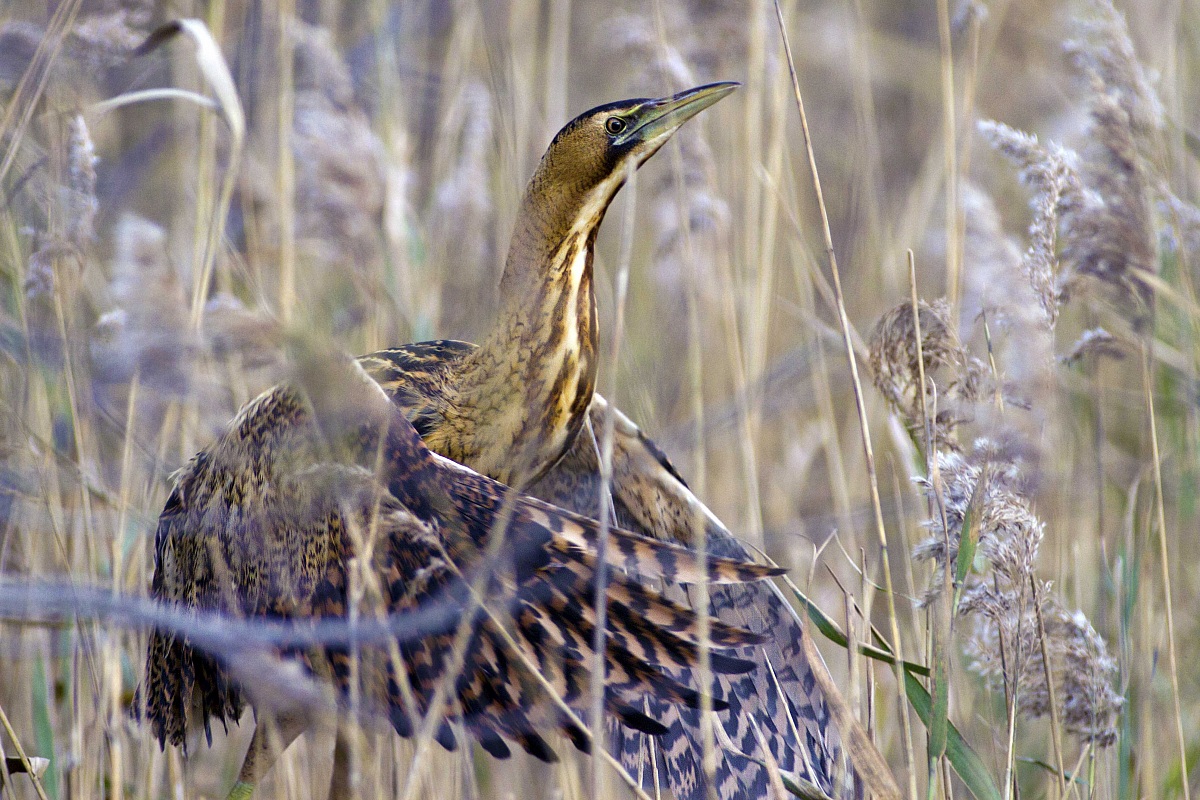 Bittern - fledging...