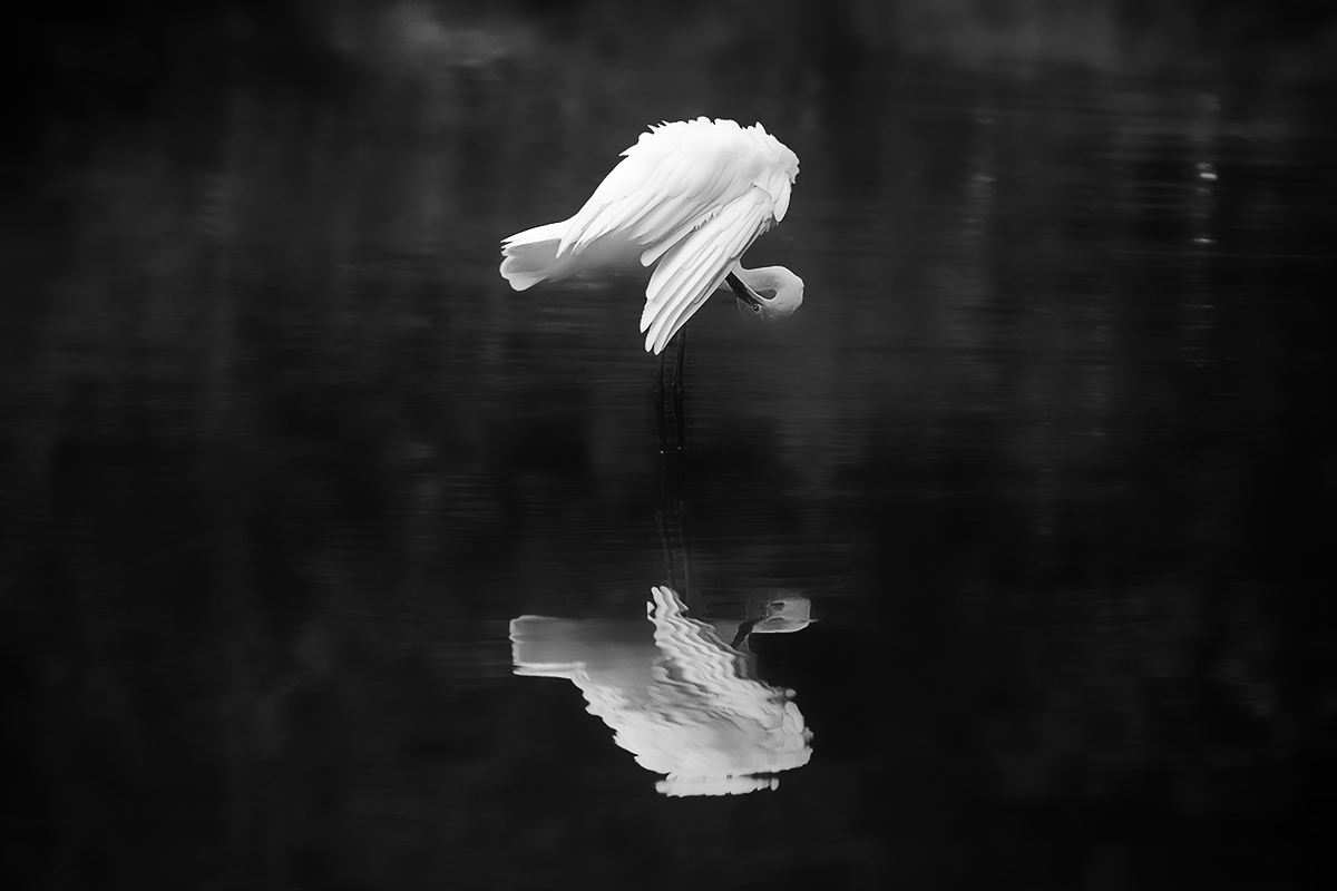 White heron and black ......