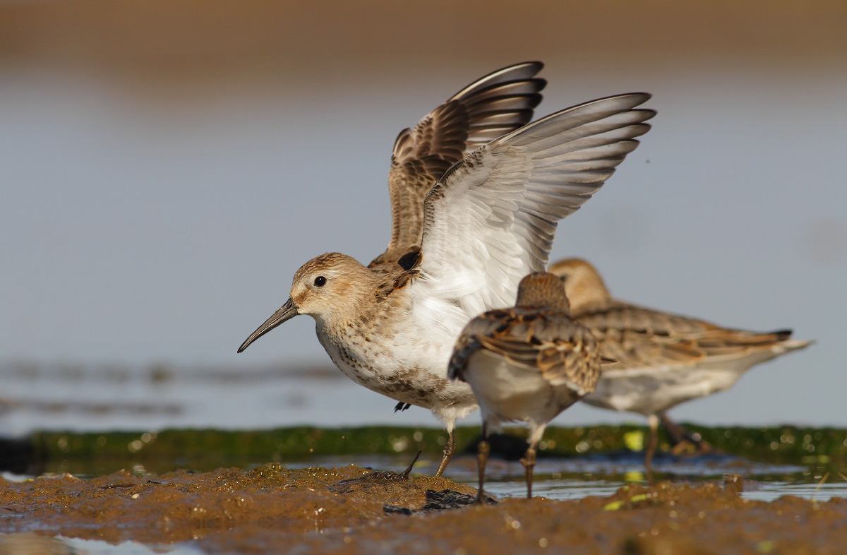 Sandpipers...
