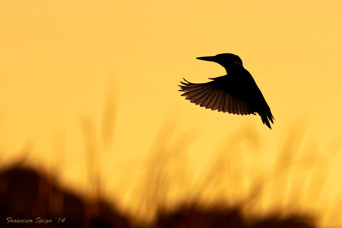 "Kingfisher dawn"...