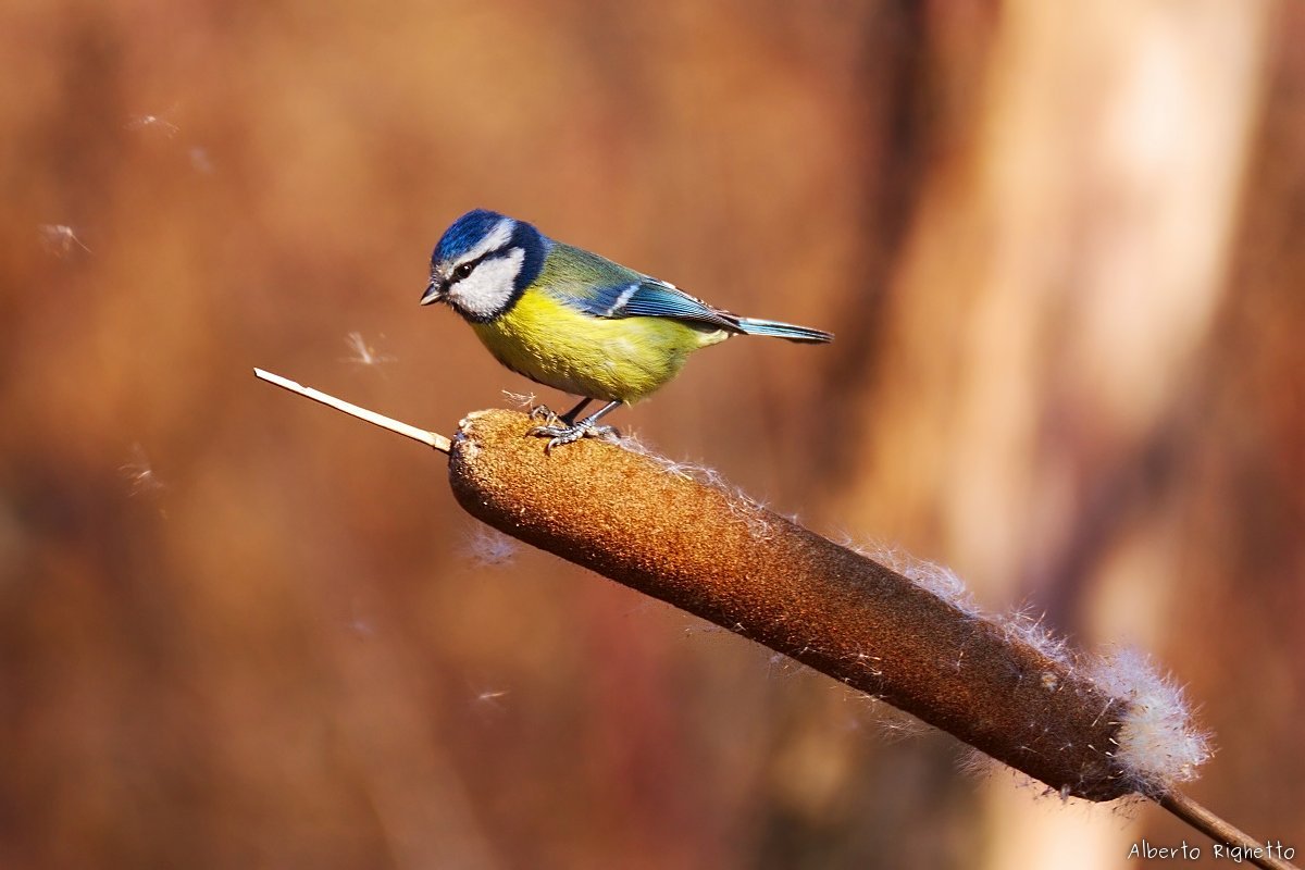 Blue Tit in the wind...
