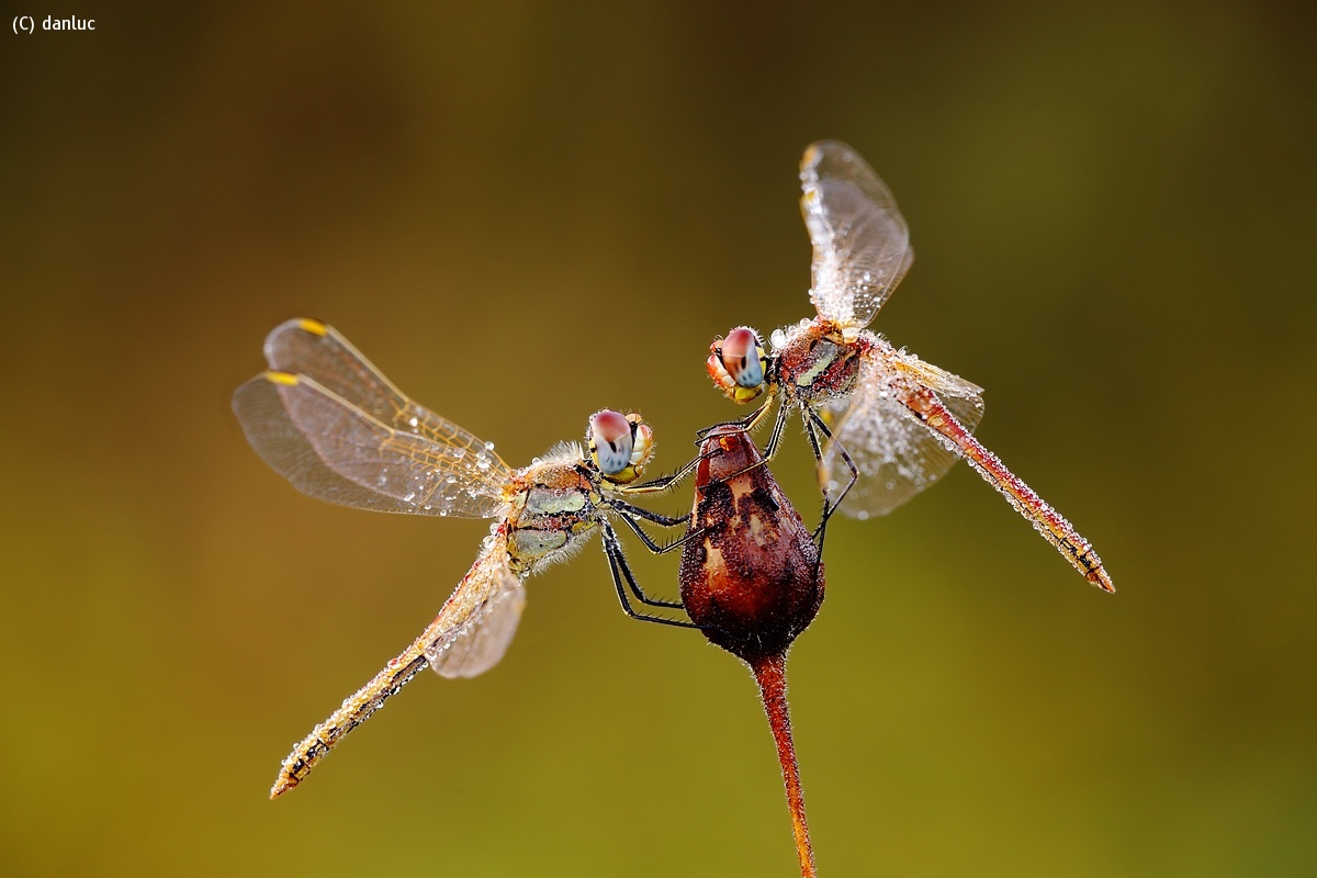 Dragonflies Sympetrum...