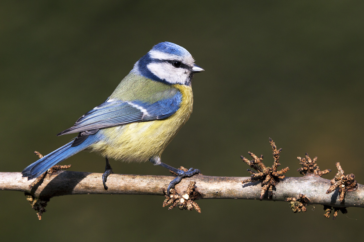 Blue Tit...