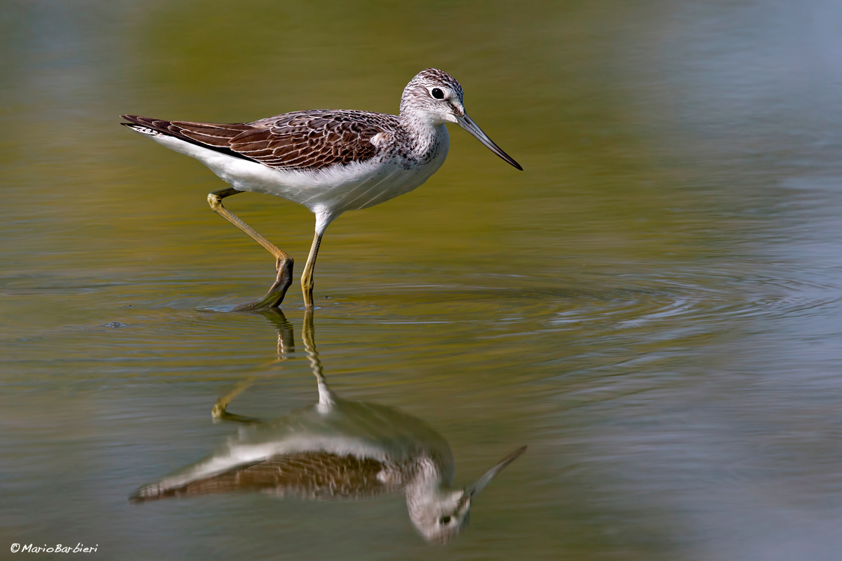 Greenshank...