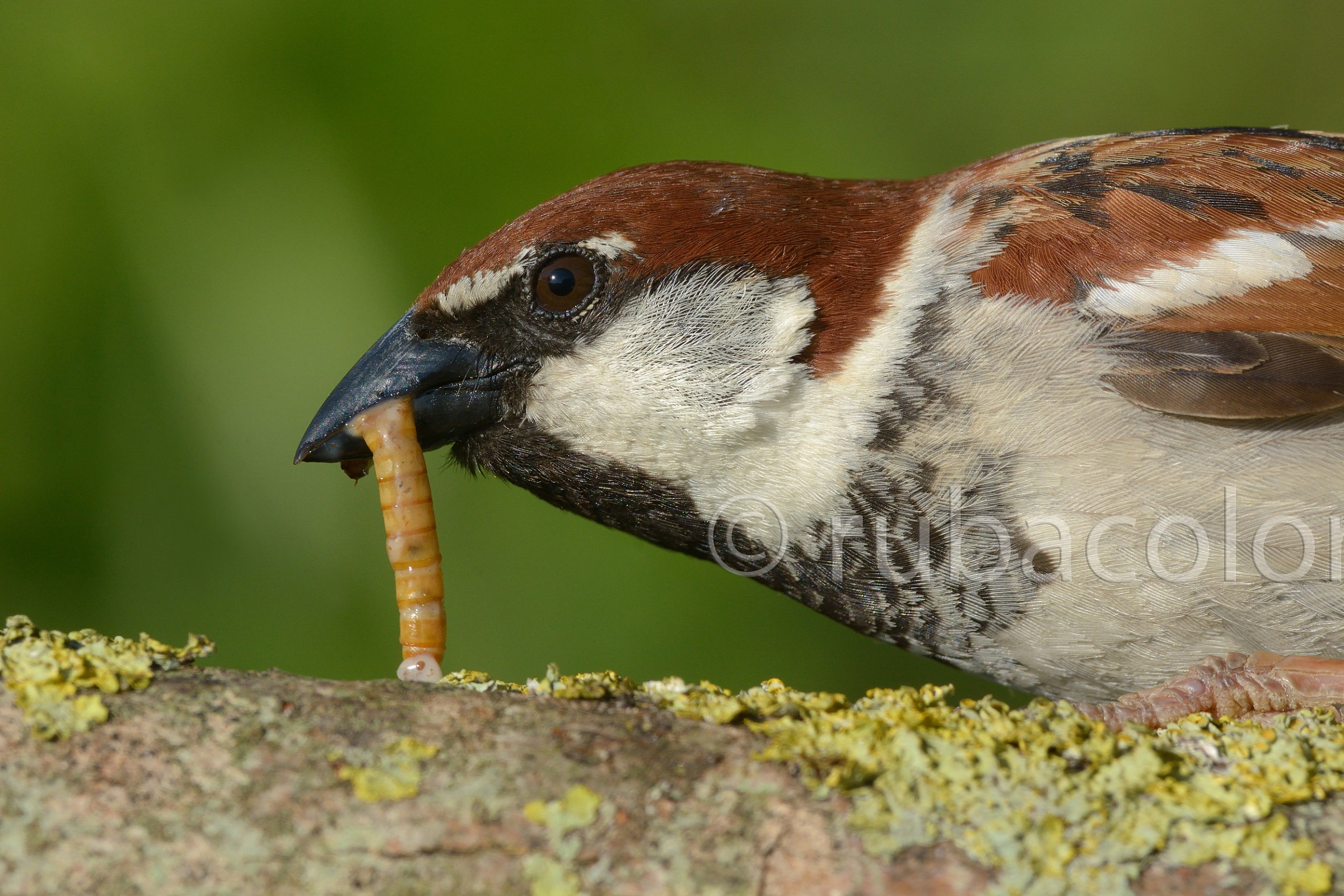 Sparrow close up (no crop)...