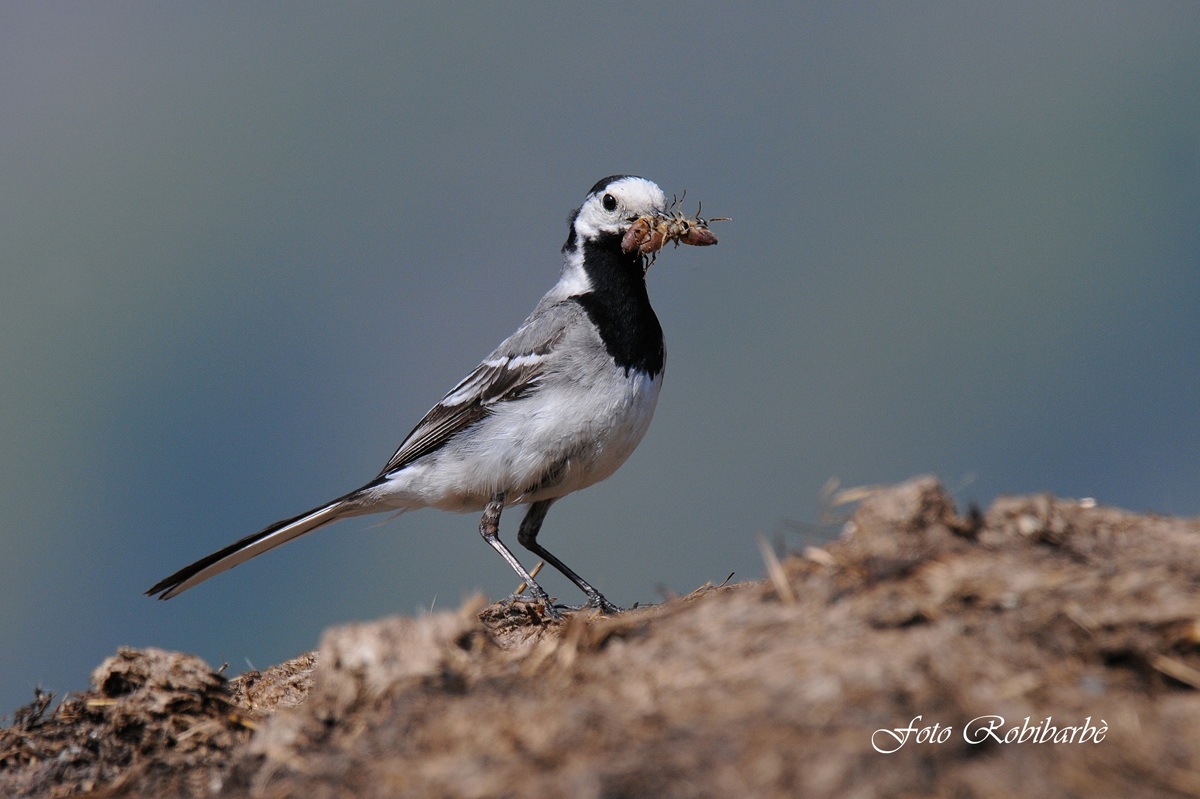 White Wagtail ......