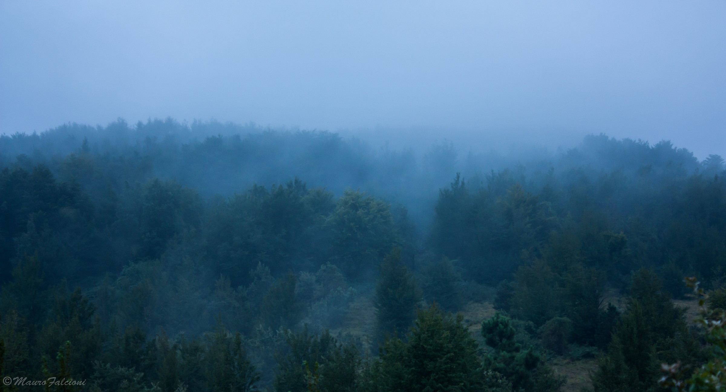 Il bosco nella nebbia...