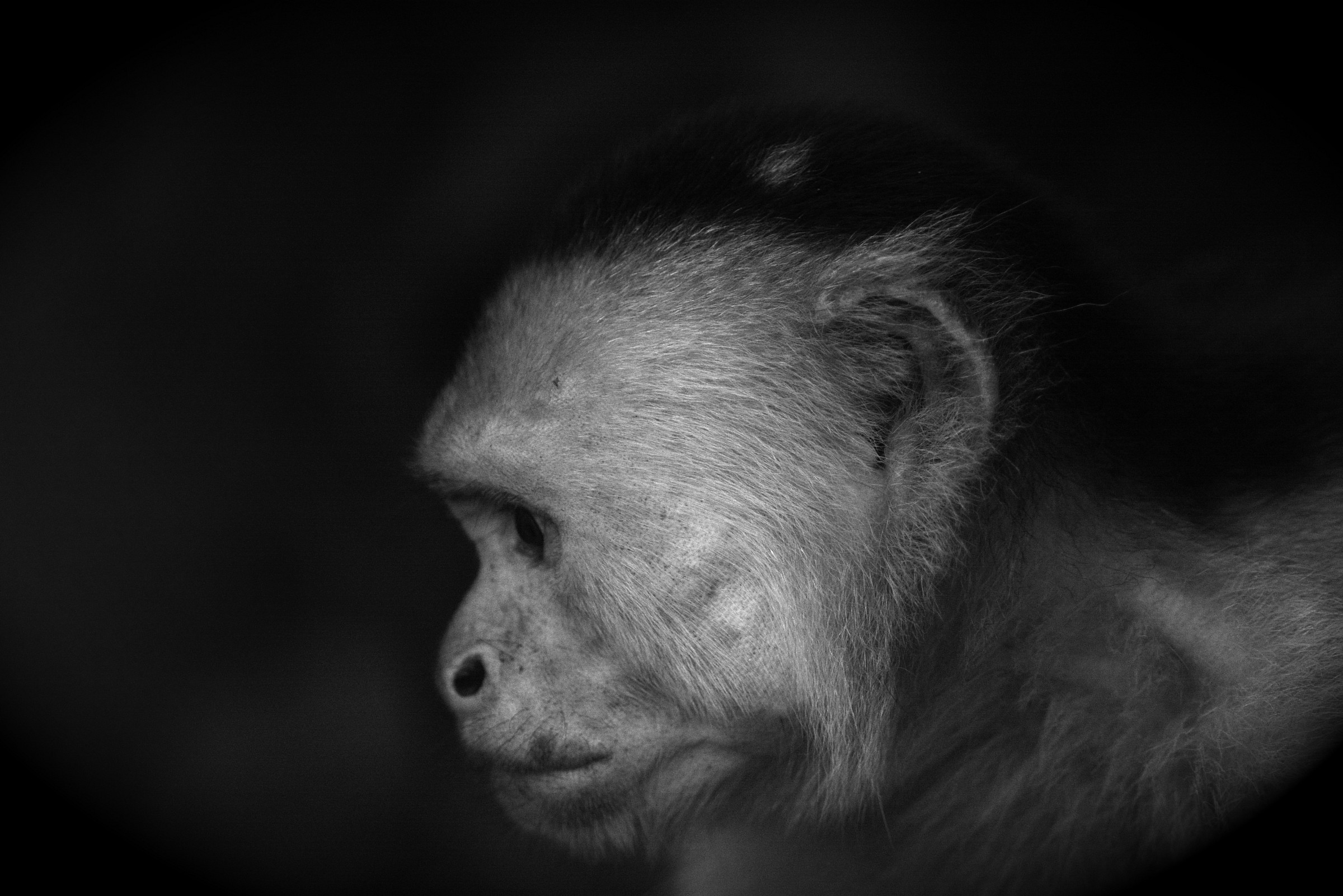 Bianco di fronte Cappuccini scimmia profilo...