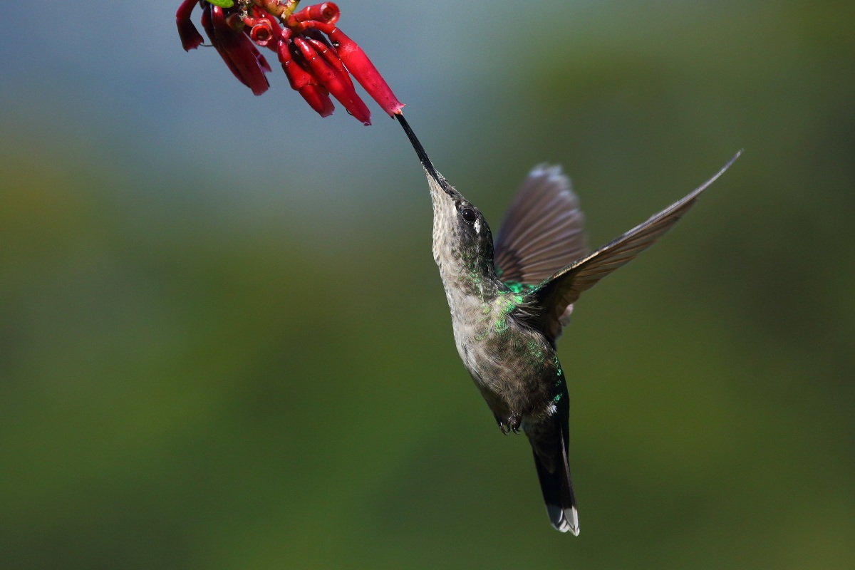 Magnificent hummingbird...