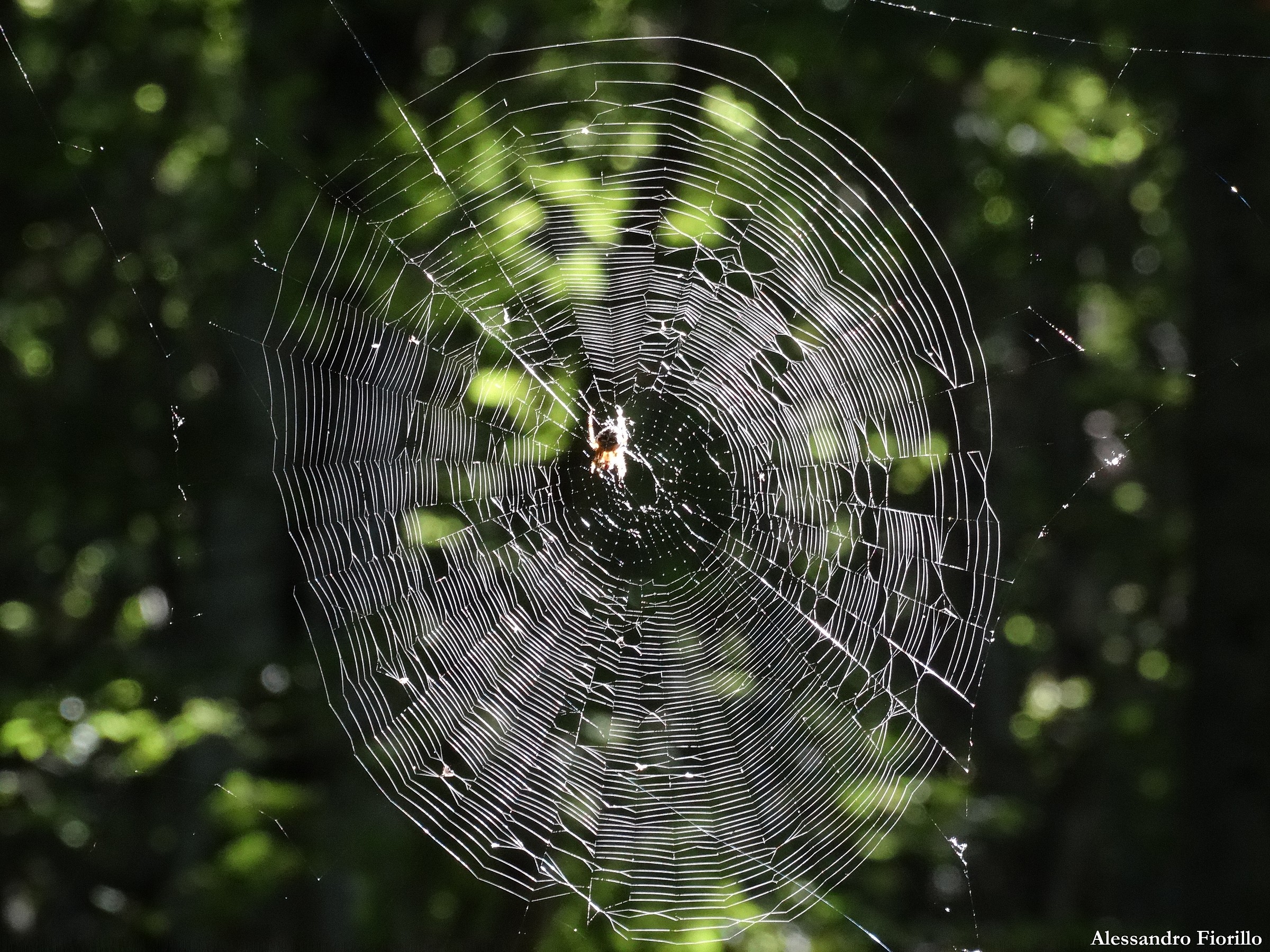 Spider Web with Spider...
