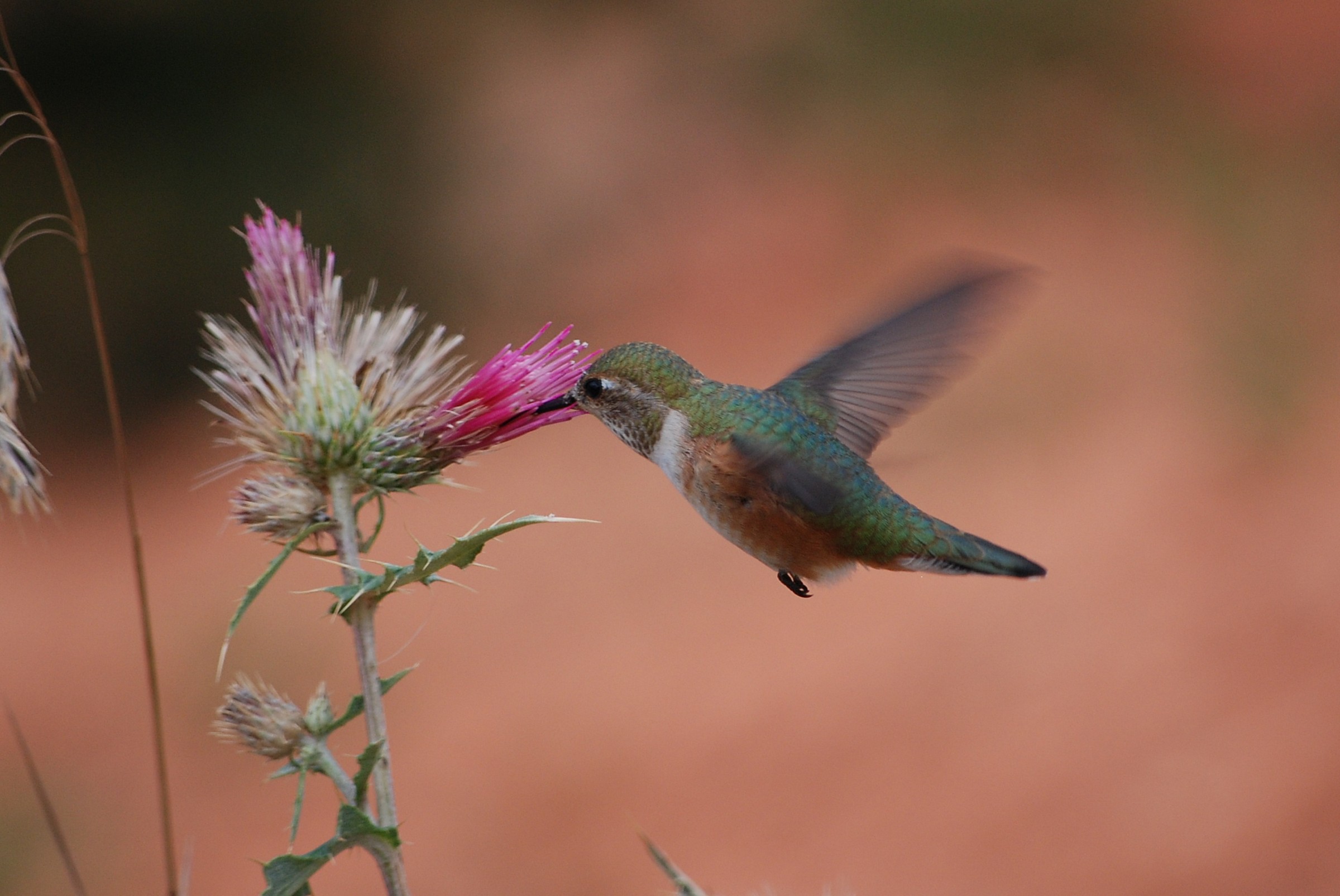 hummingbird at work...